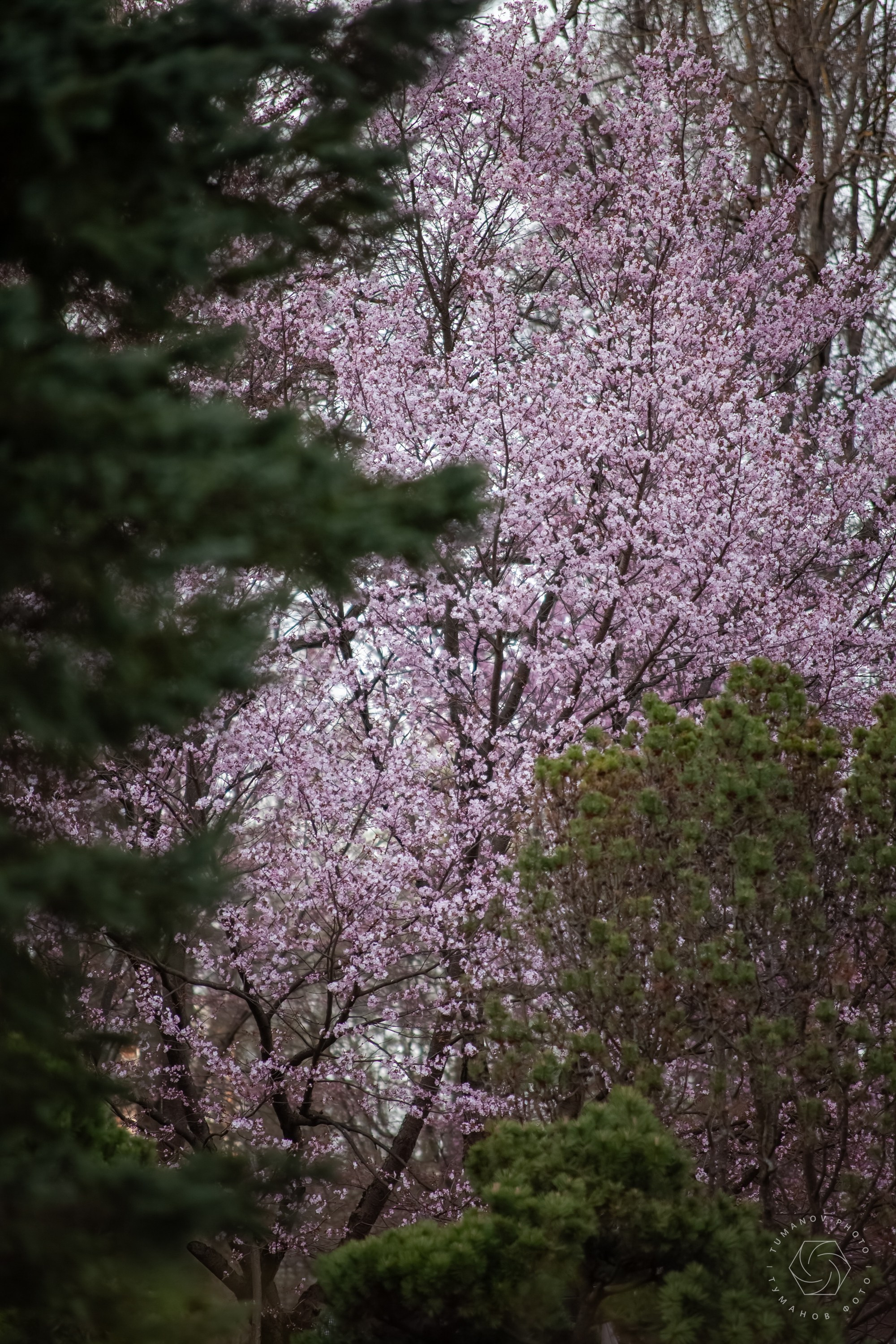 Первые дни ханами в Японском саду, который находится в Ботаническом саду им. Н. В. Цицина. Туманов Виталий — фотограф Москва