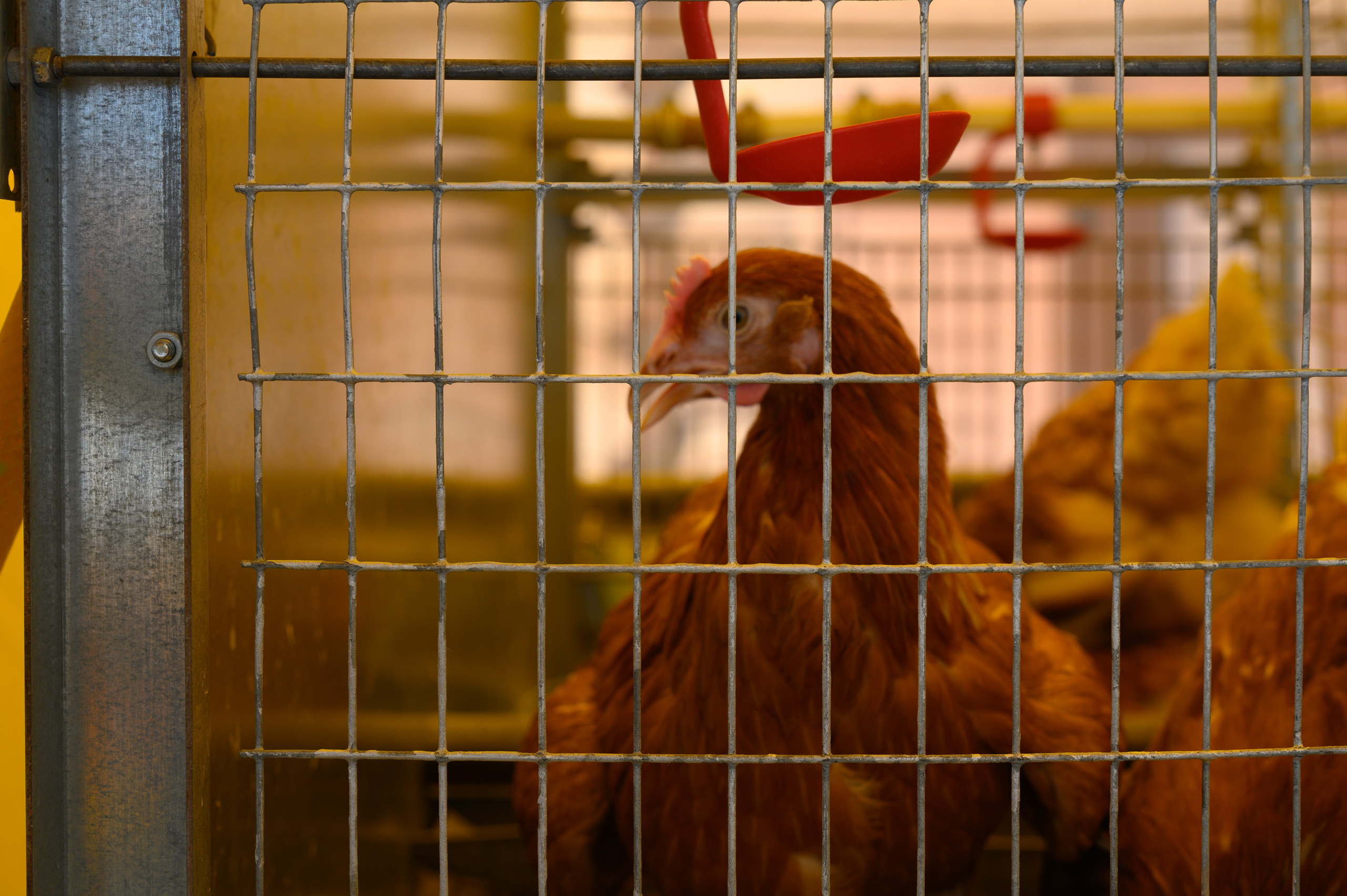 Агровыставка. Фотоуслуги, услуги фотографа, фотографирование важных событий