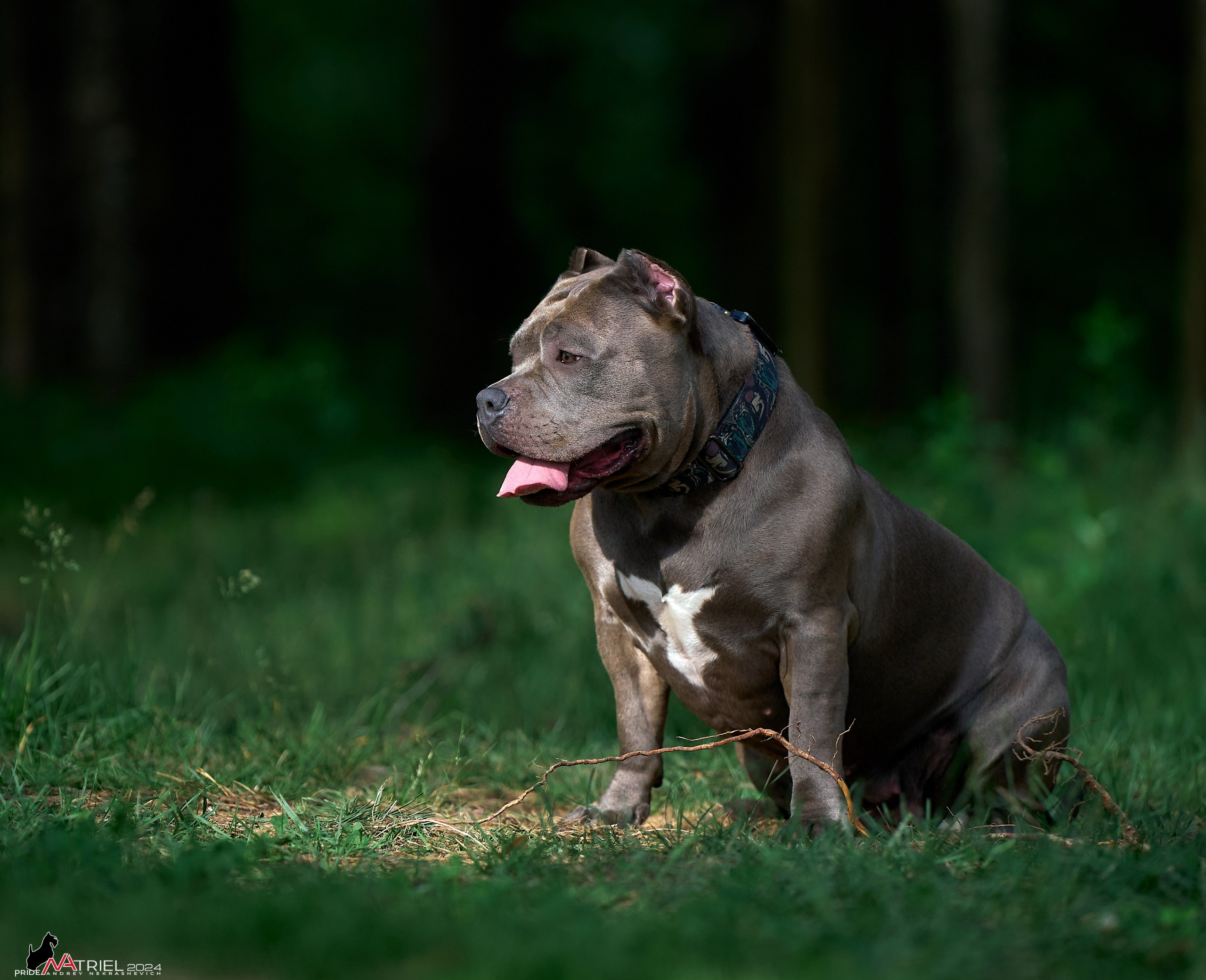 Фотопрогулка с булли