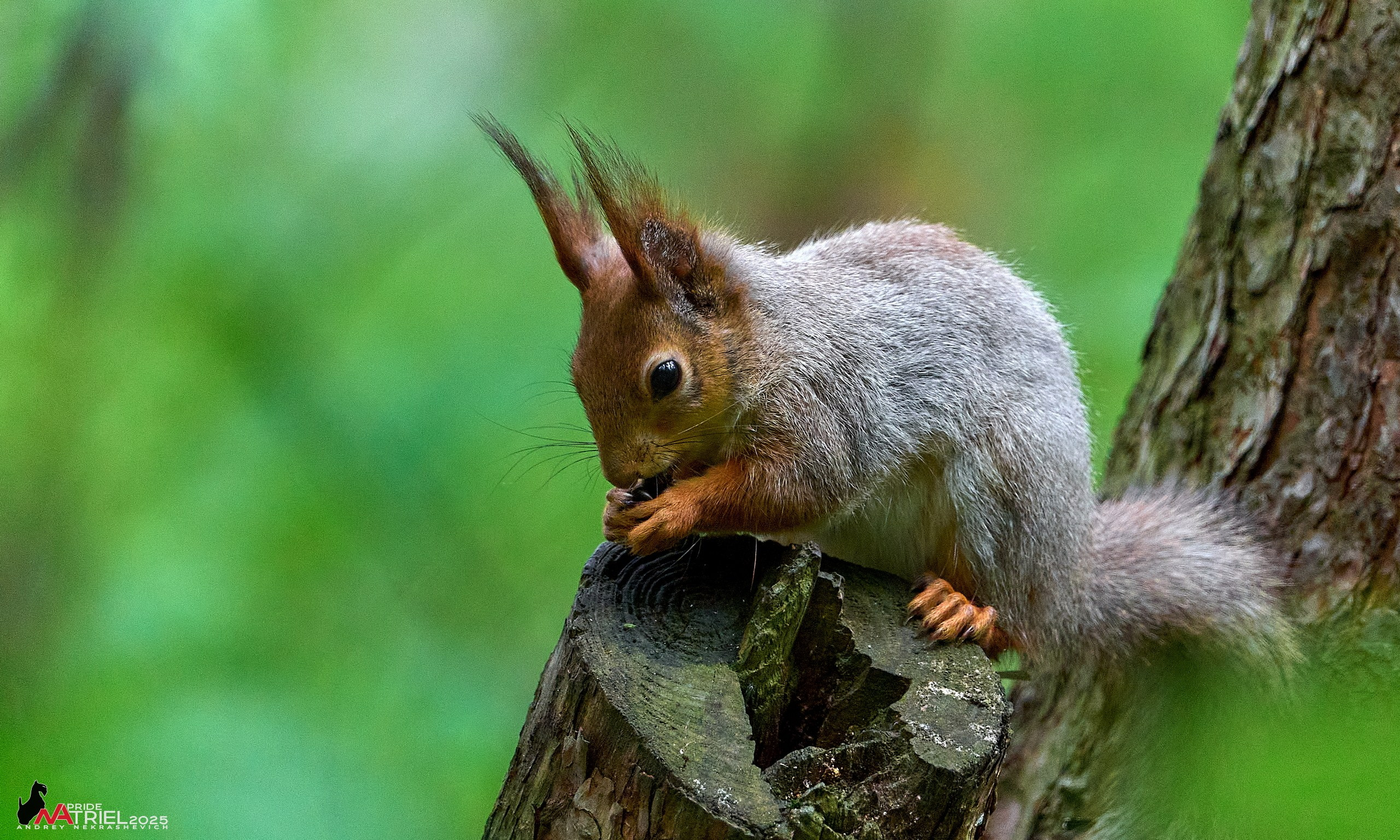 Съемка в майском лесу