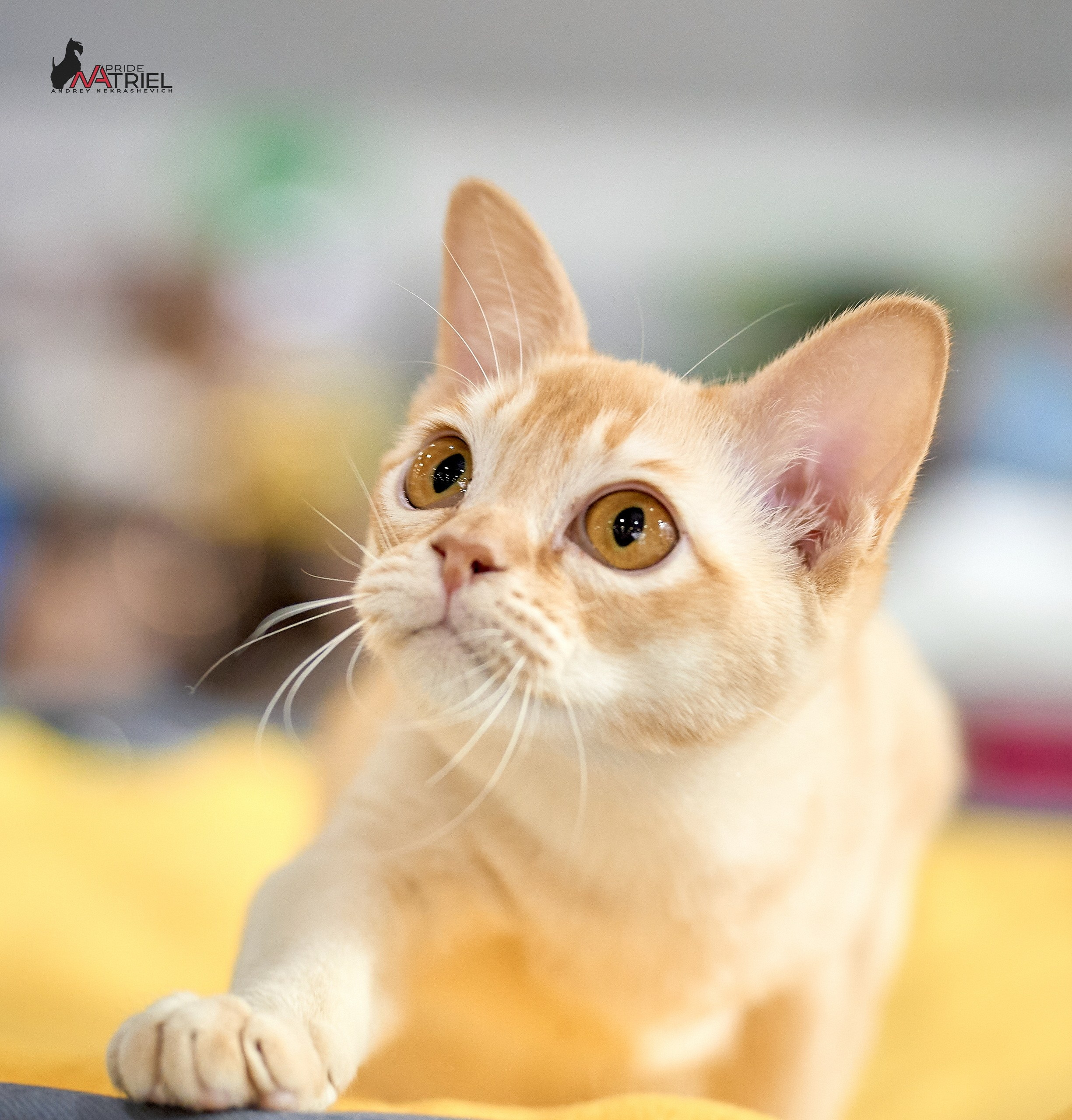 Кошки на выставках — галерея NATRIEL