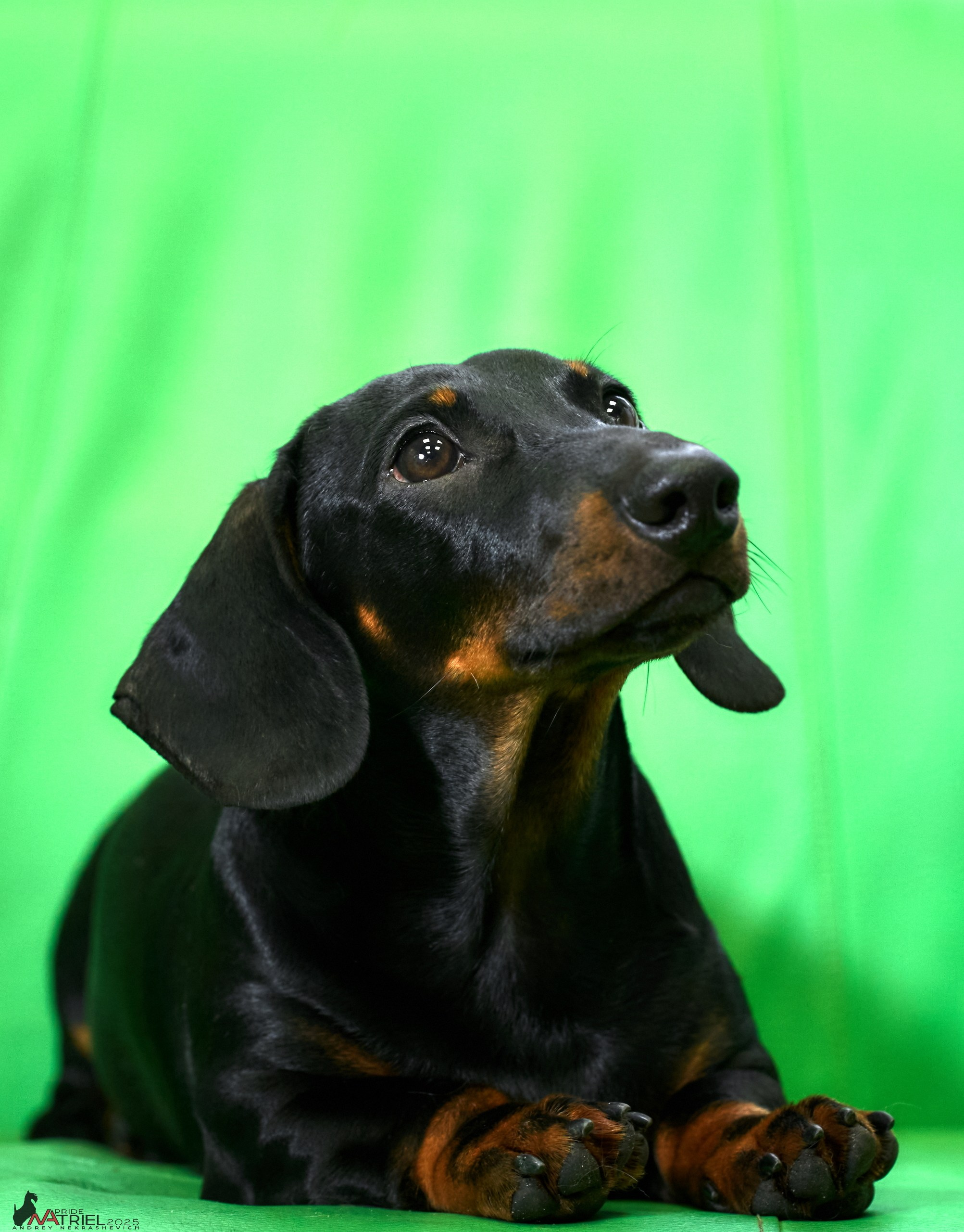 Съемка щенков таксы с мобильным светом