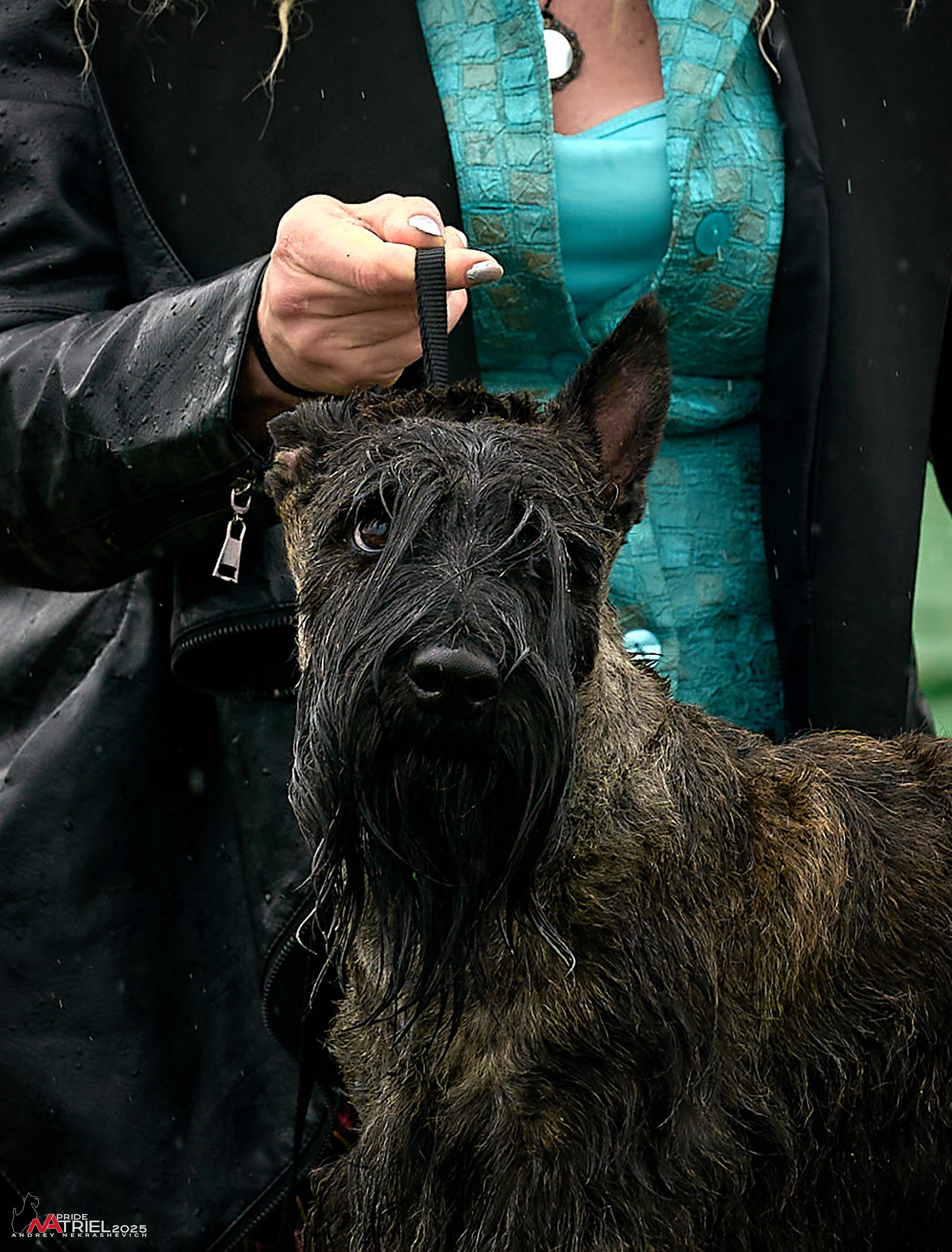 Репортаж с выставки собак