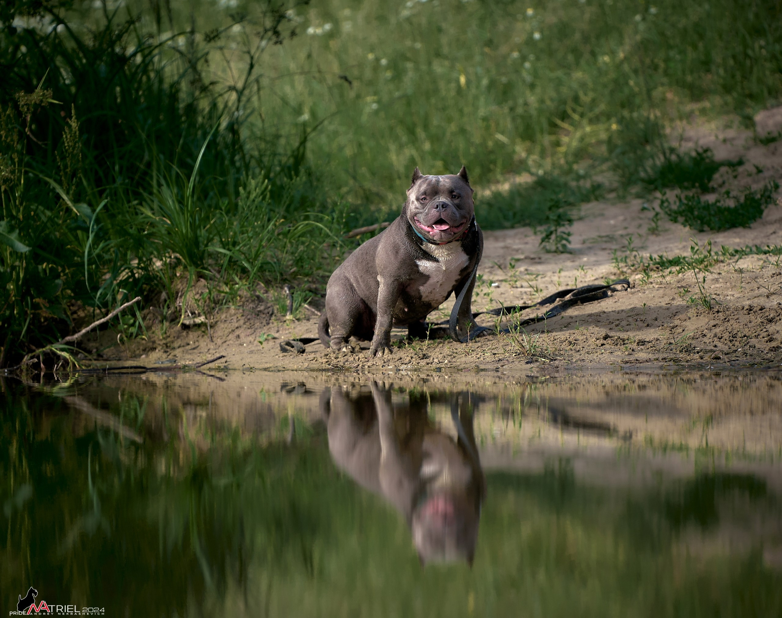 Фотопрогулка с булли