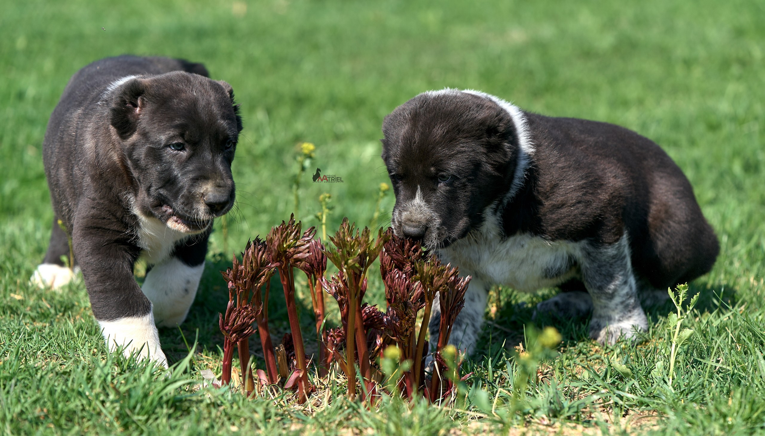 Среднеазиаты — щенки и взрослые