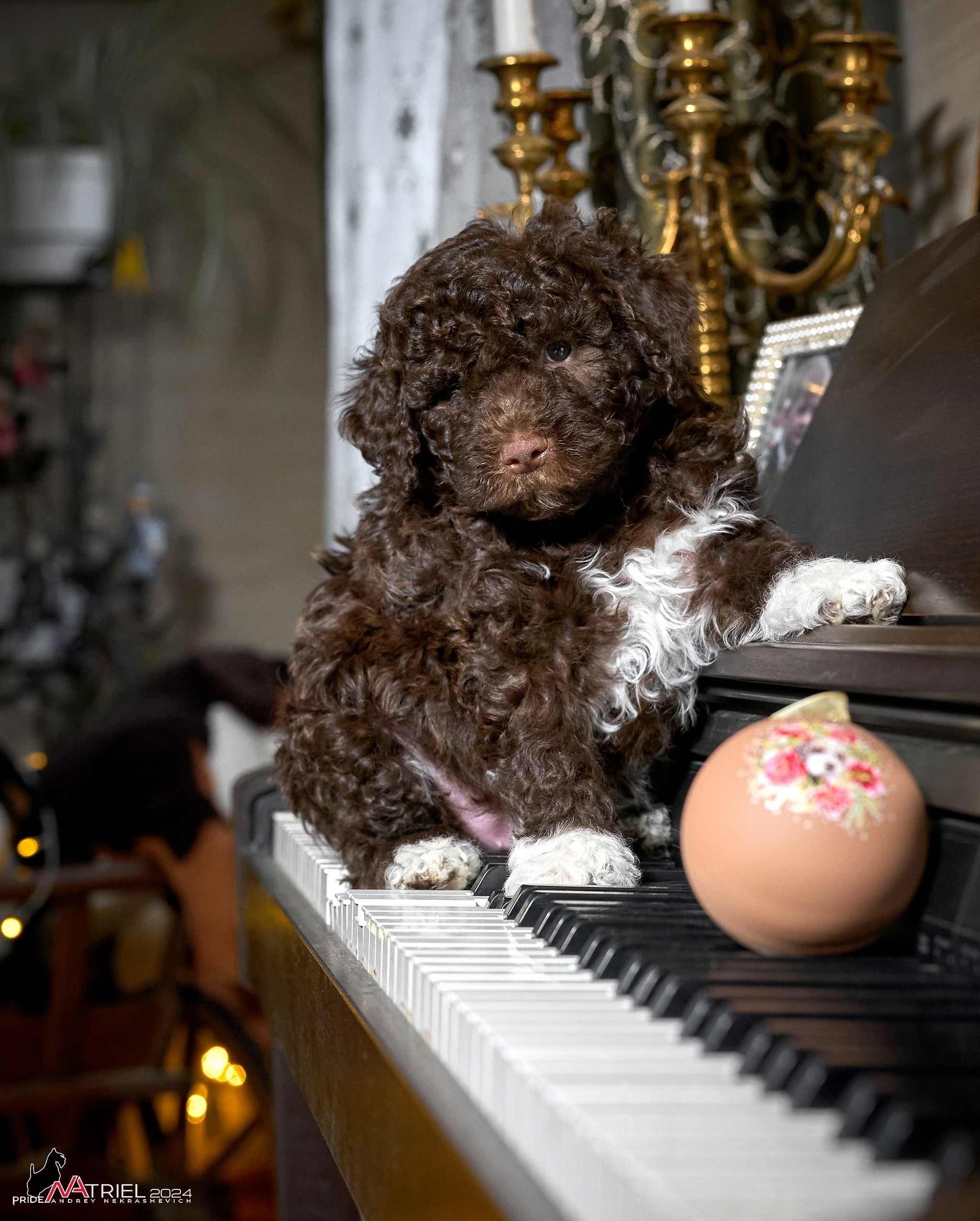 Съемка щенков лаготто дома с мобильным светом