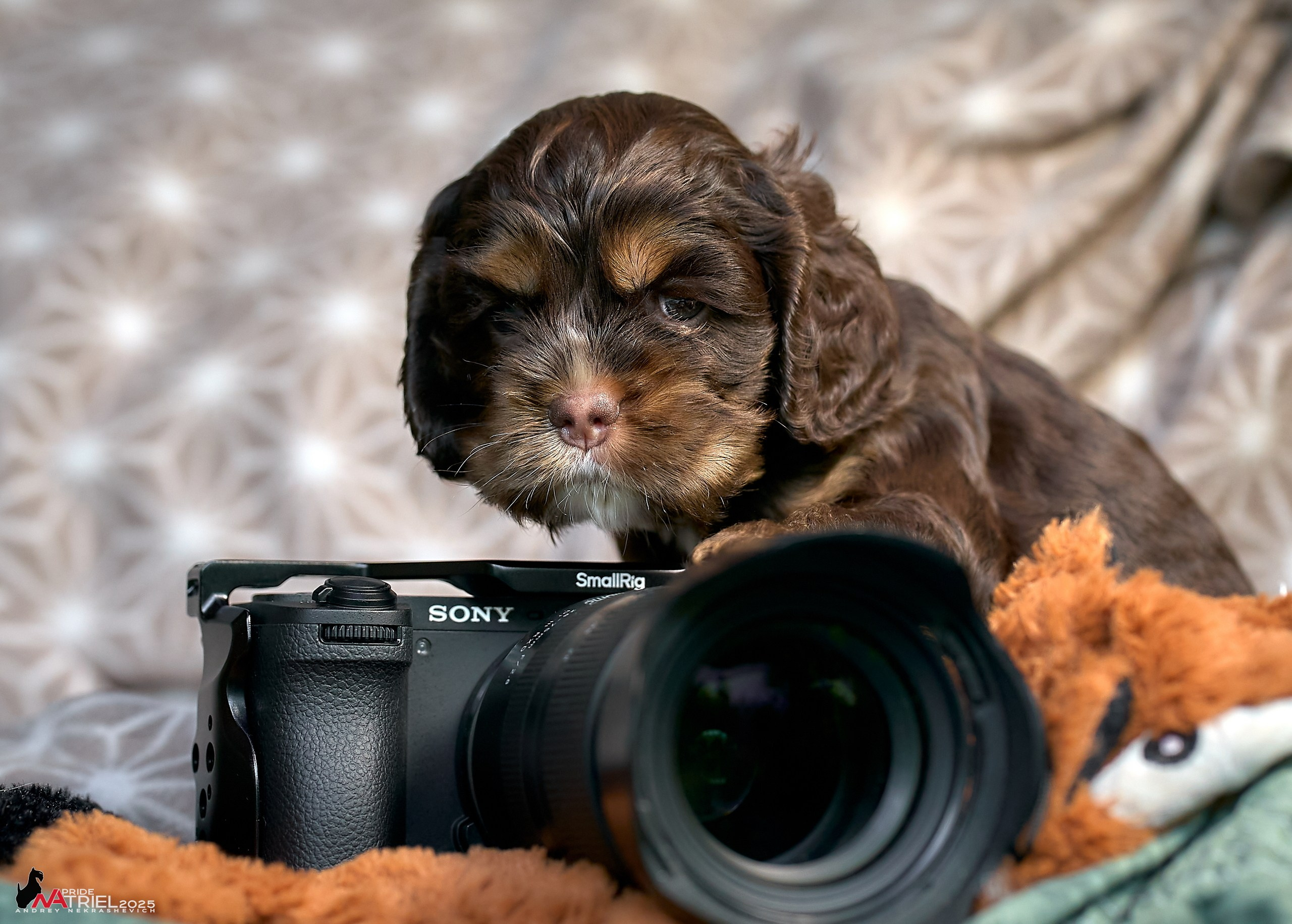 Щенки АмКокеров