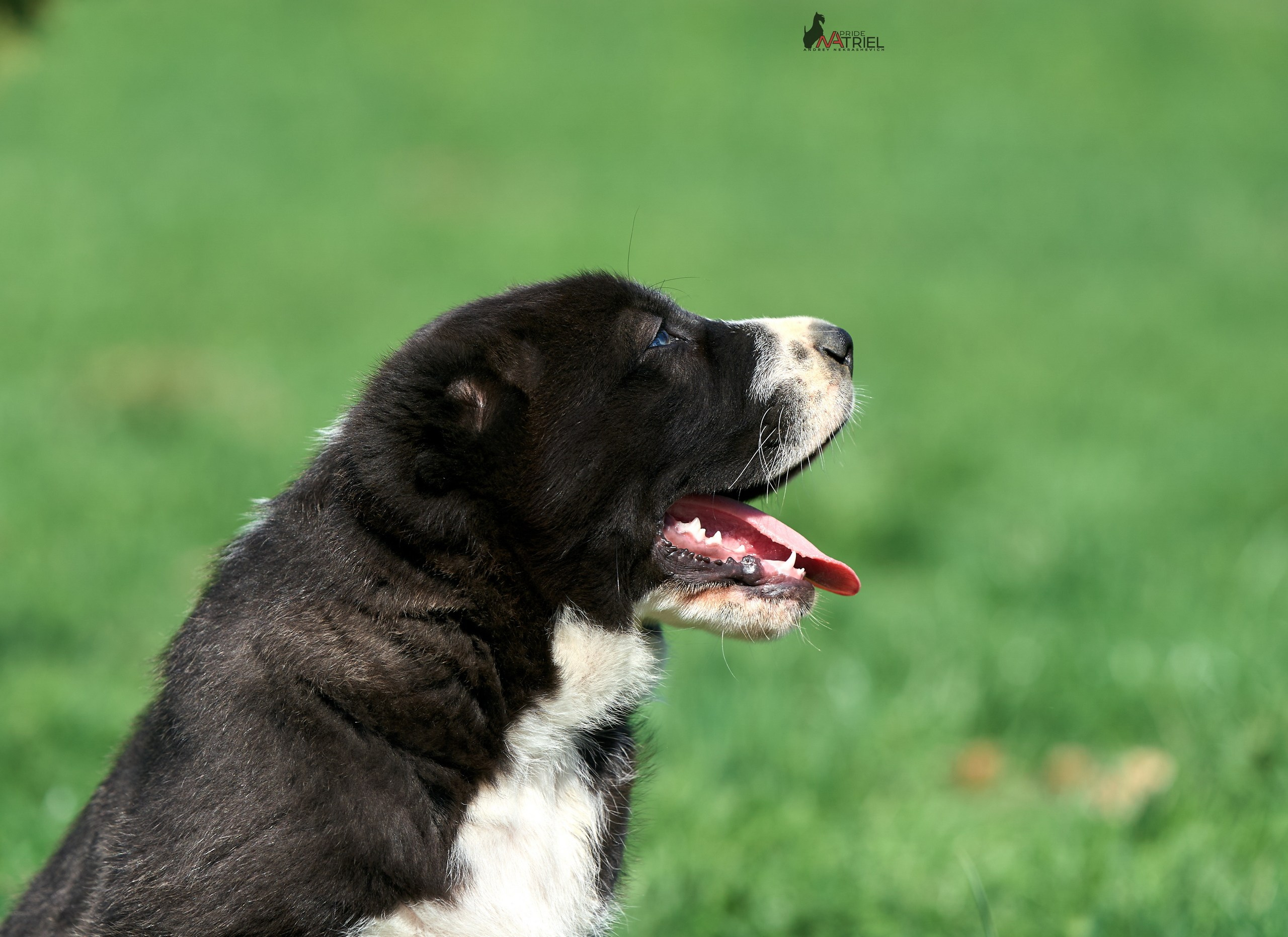 Среднеазиаты — щенки и взрослые