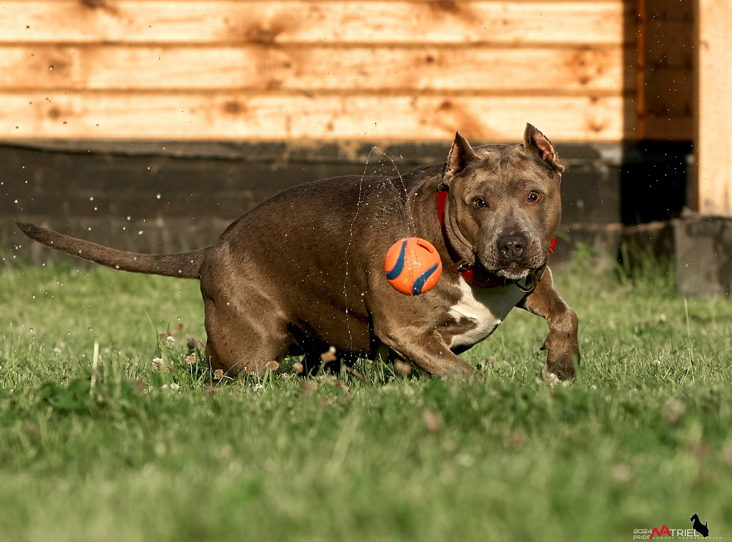 Съемка собак с выездом к Вам в дом