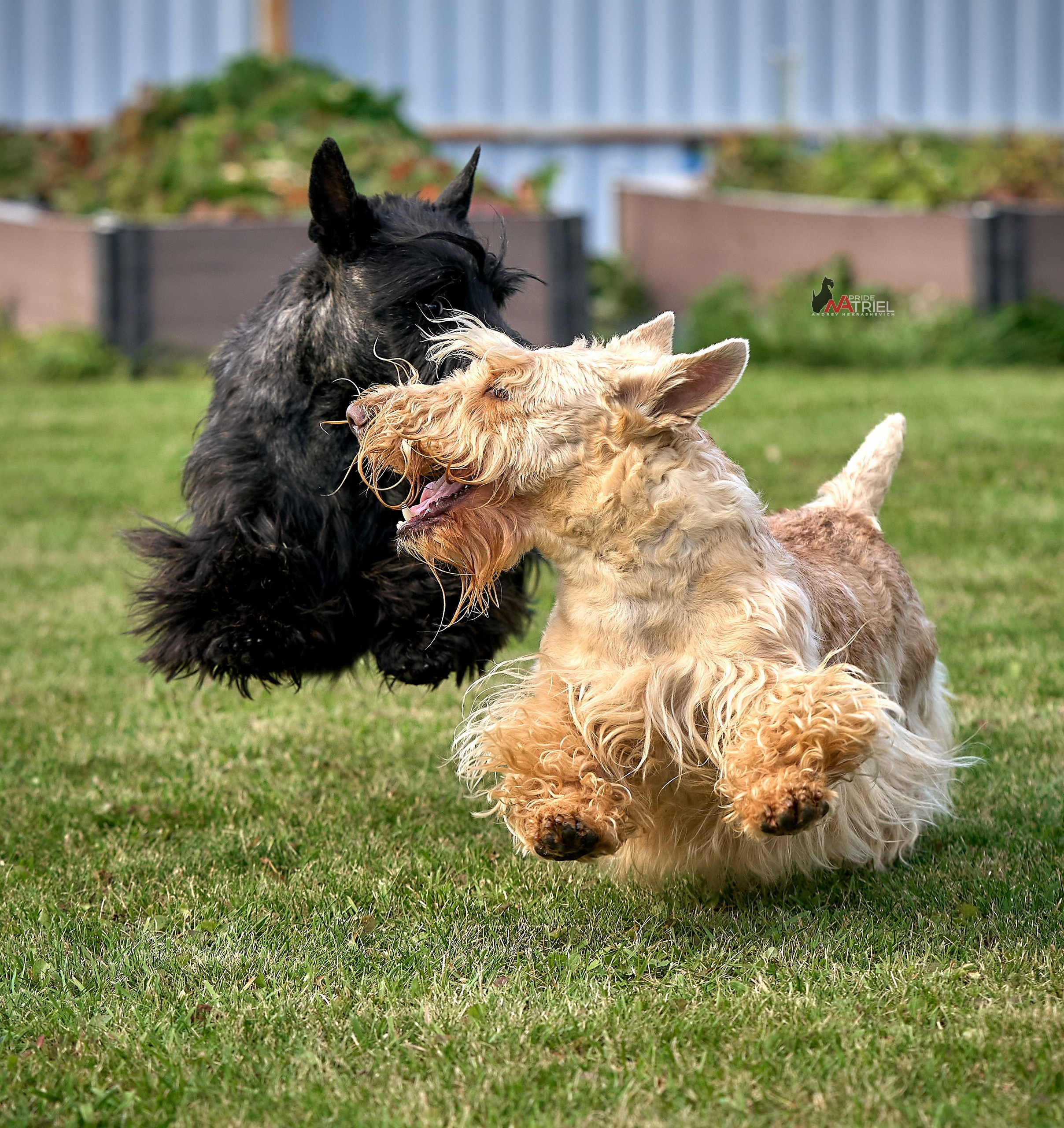Прогулка в движении — галерея NATRIEL