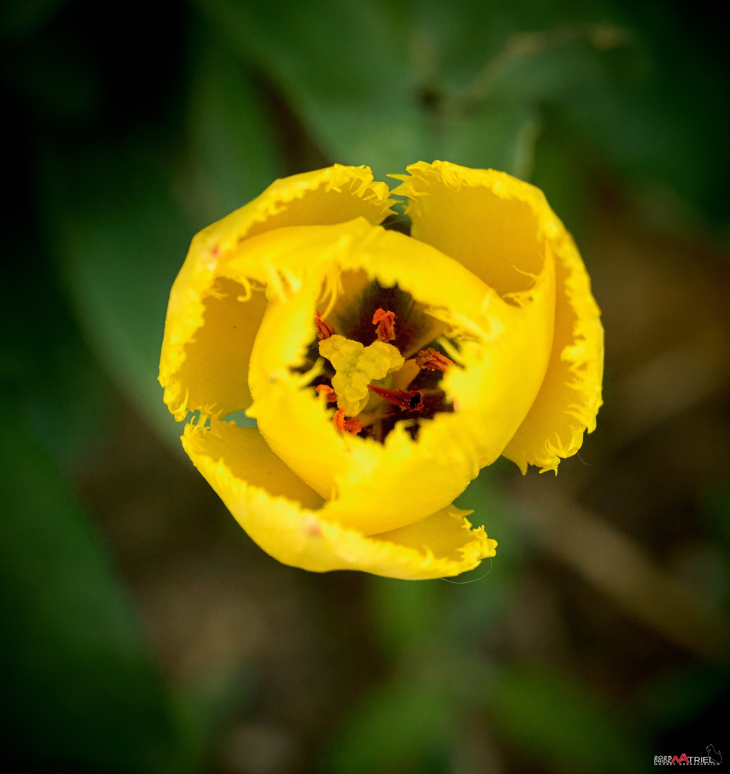 Птички и цветочки