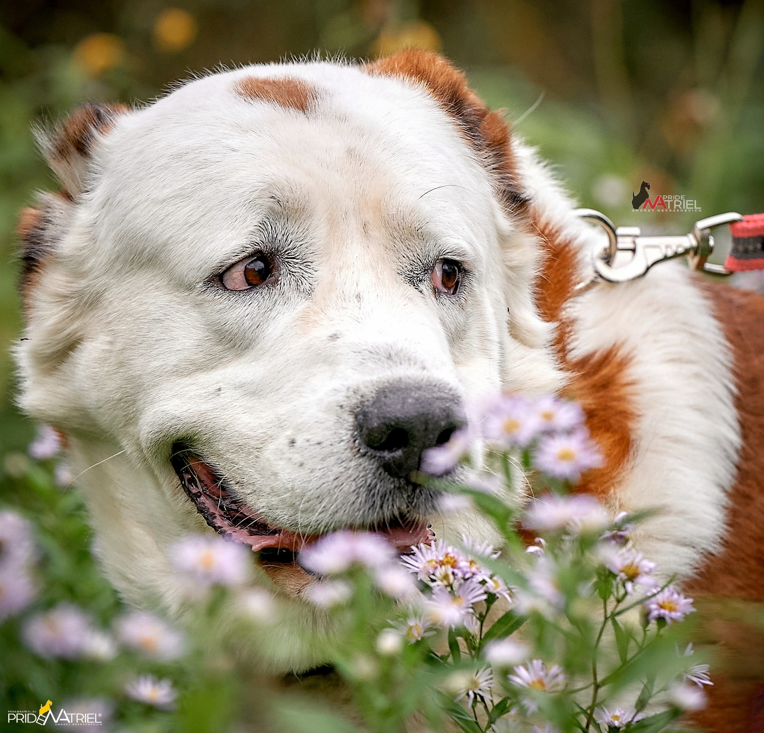 Портреты собак — галерея NATRIEL