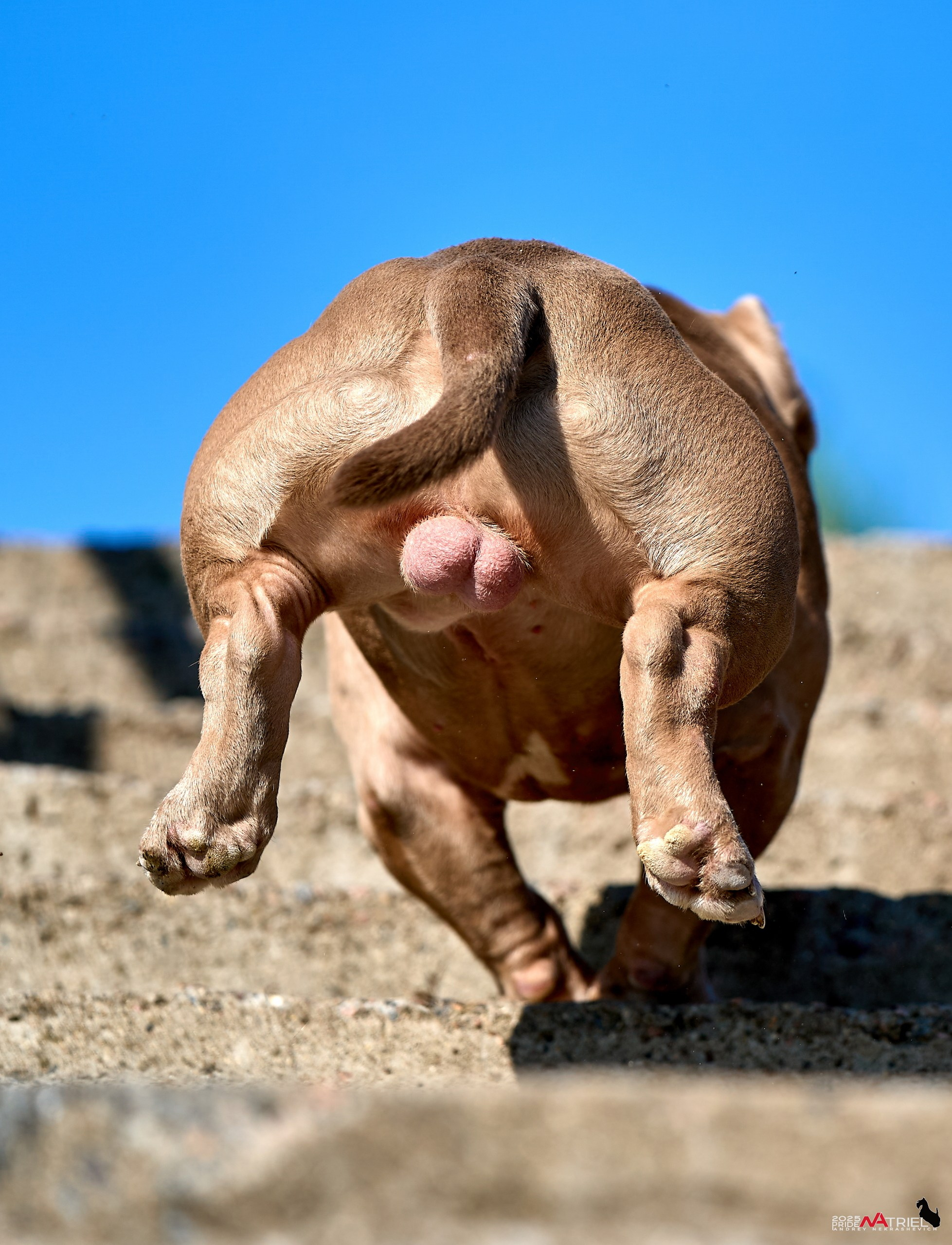 Съемка собак породы булли на природе