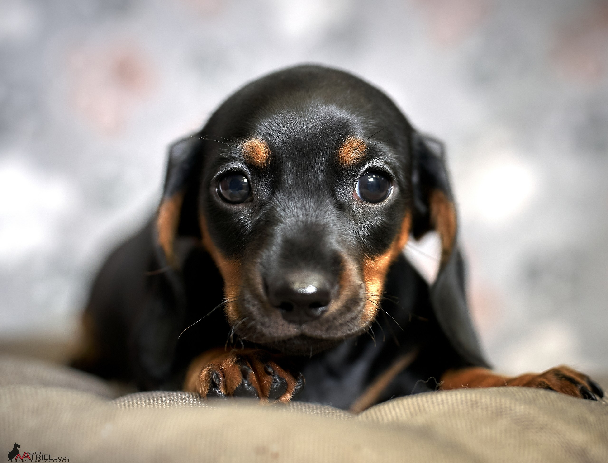 Съемка щенков таксы с мобильным светом