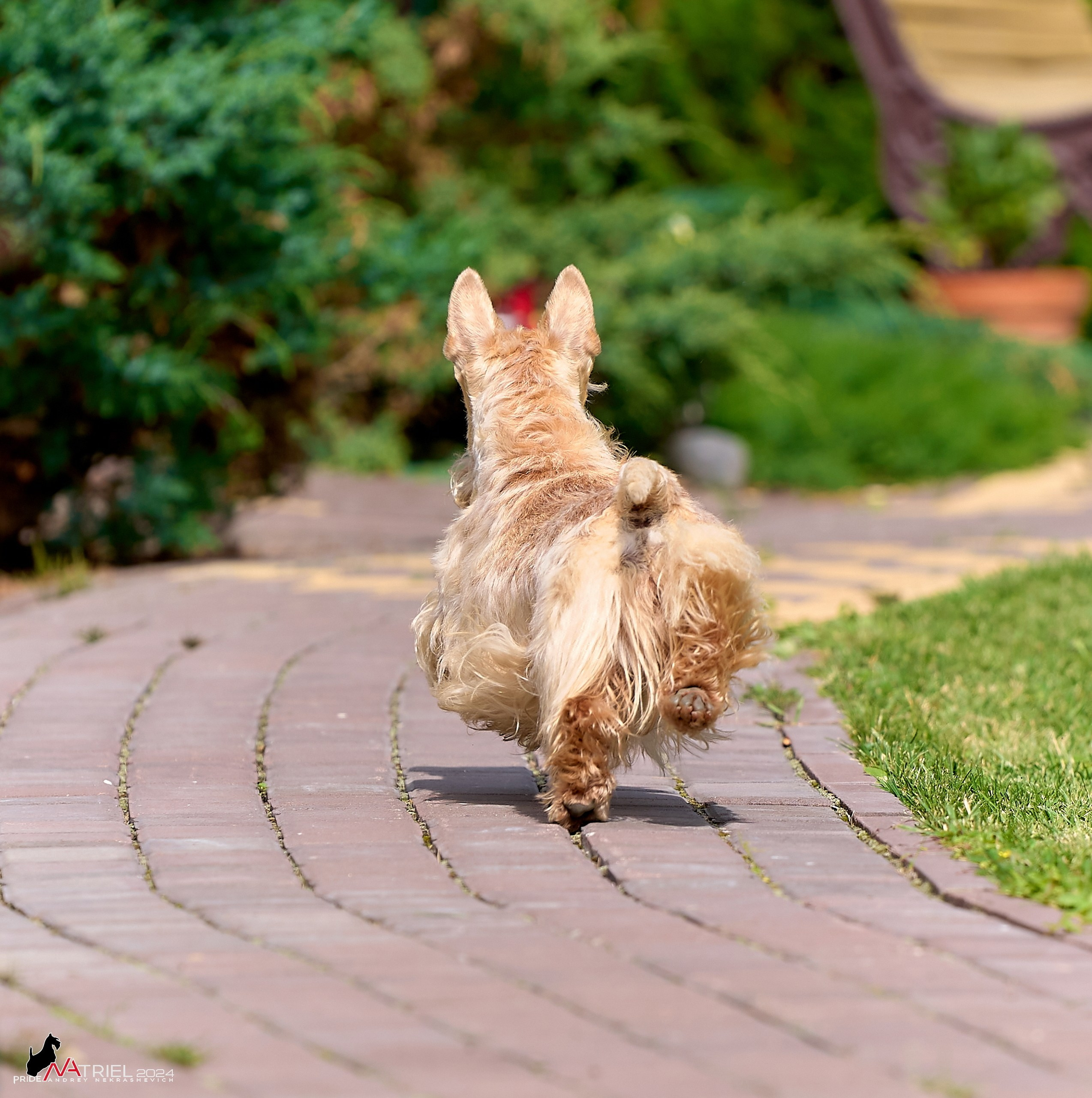 Скотчесемья «ИмпериалИти»