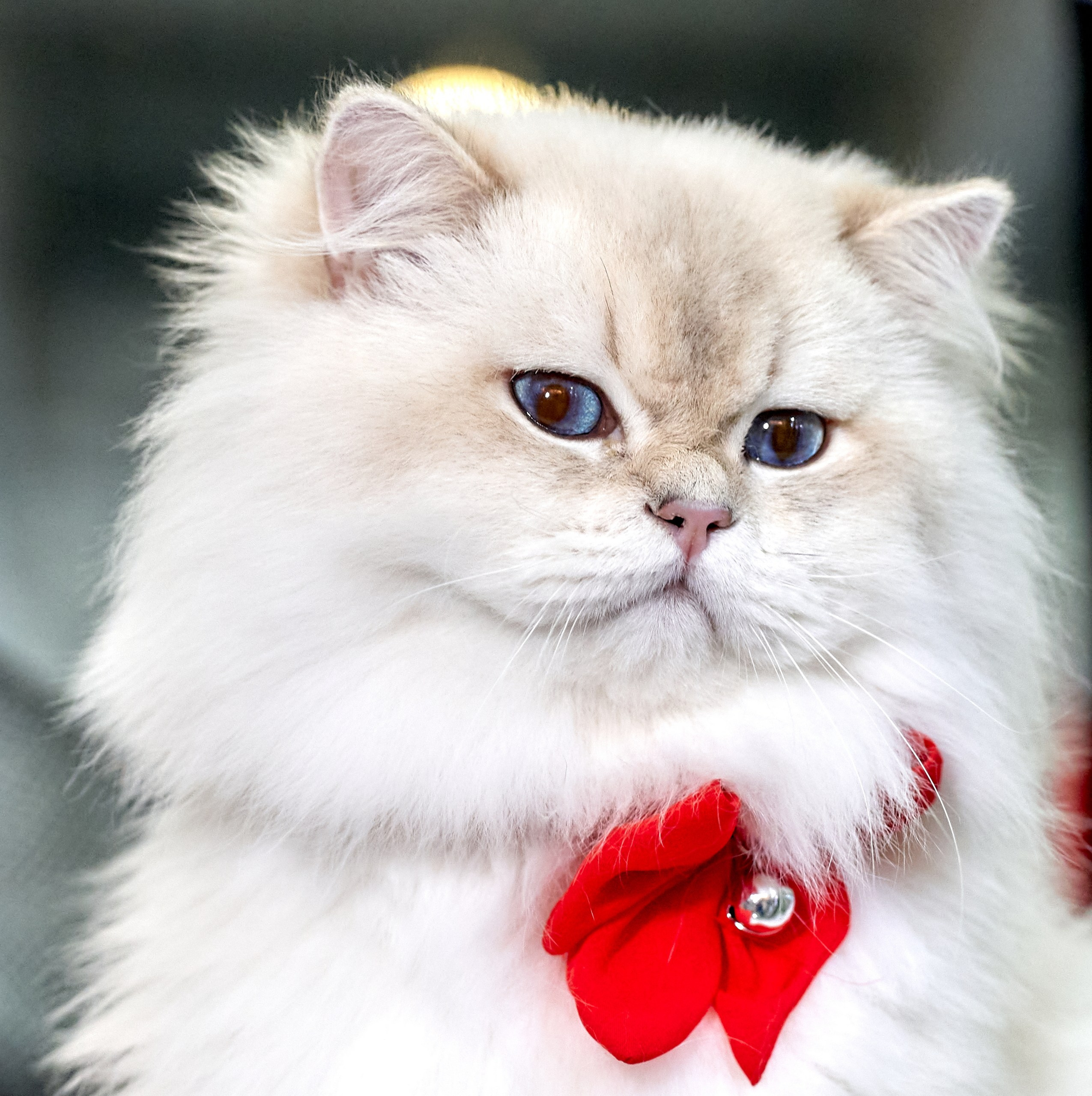 Кошки на выставках — галерея NATRIEL