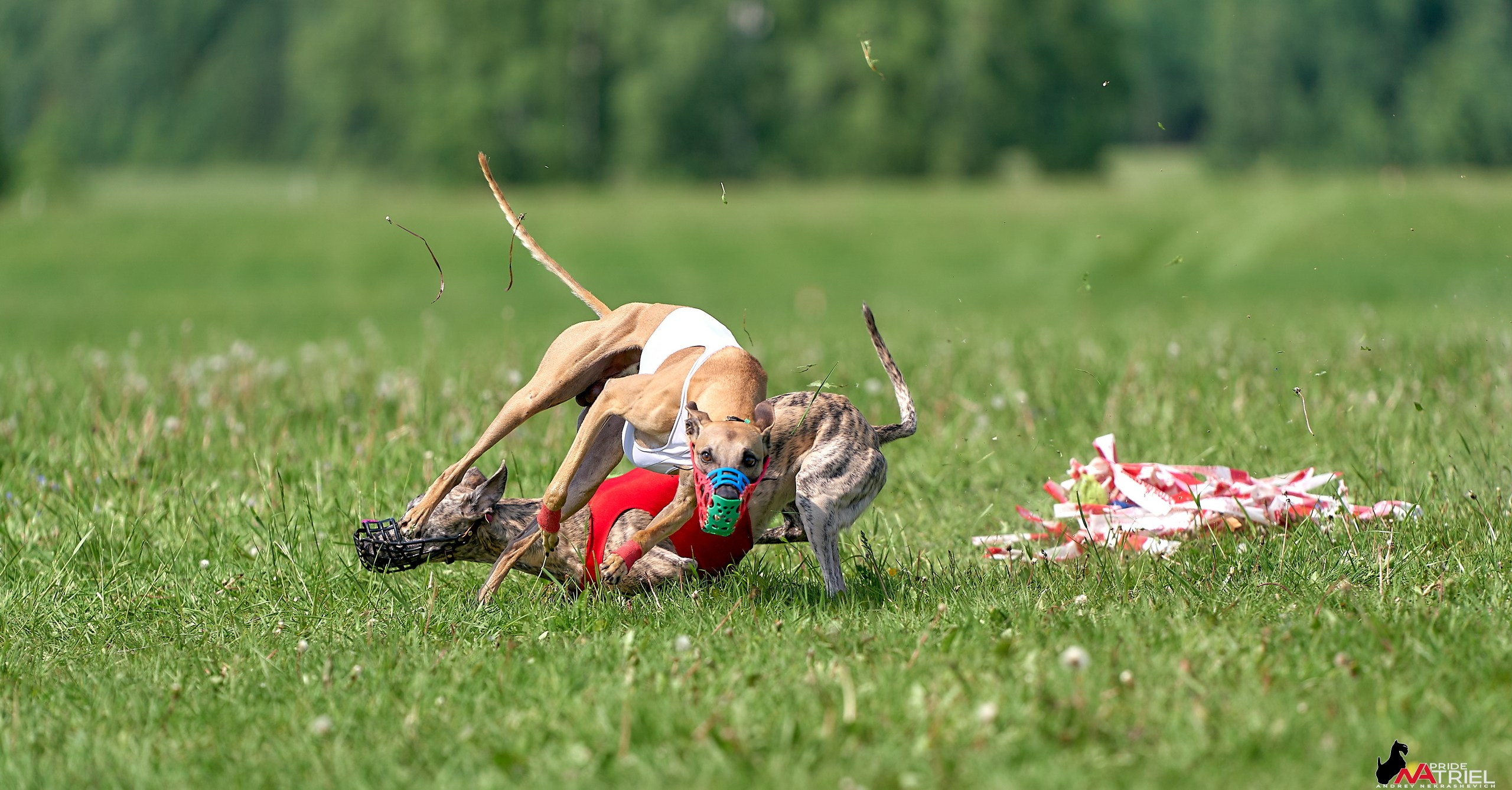 Съемка курсинг — галерея NATRIEL