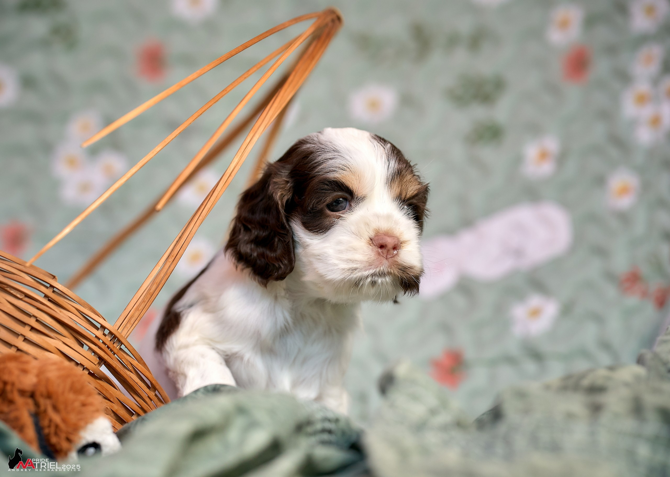 Щенки АмКокеров