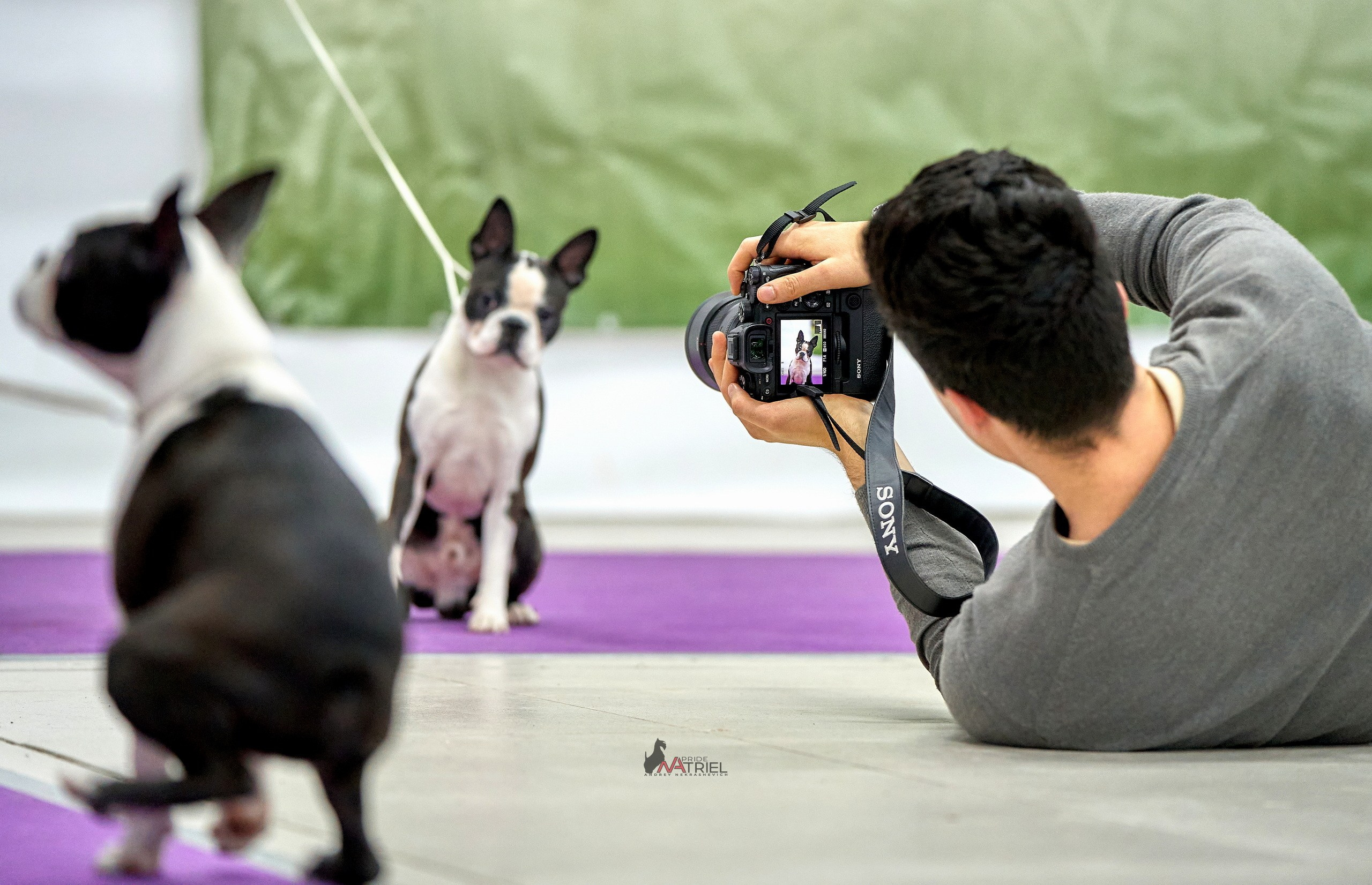 Картинки с выставки — галерея NATRIEL