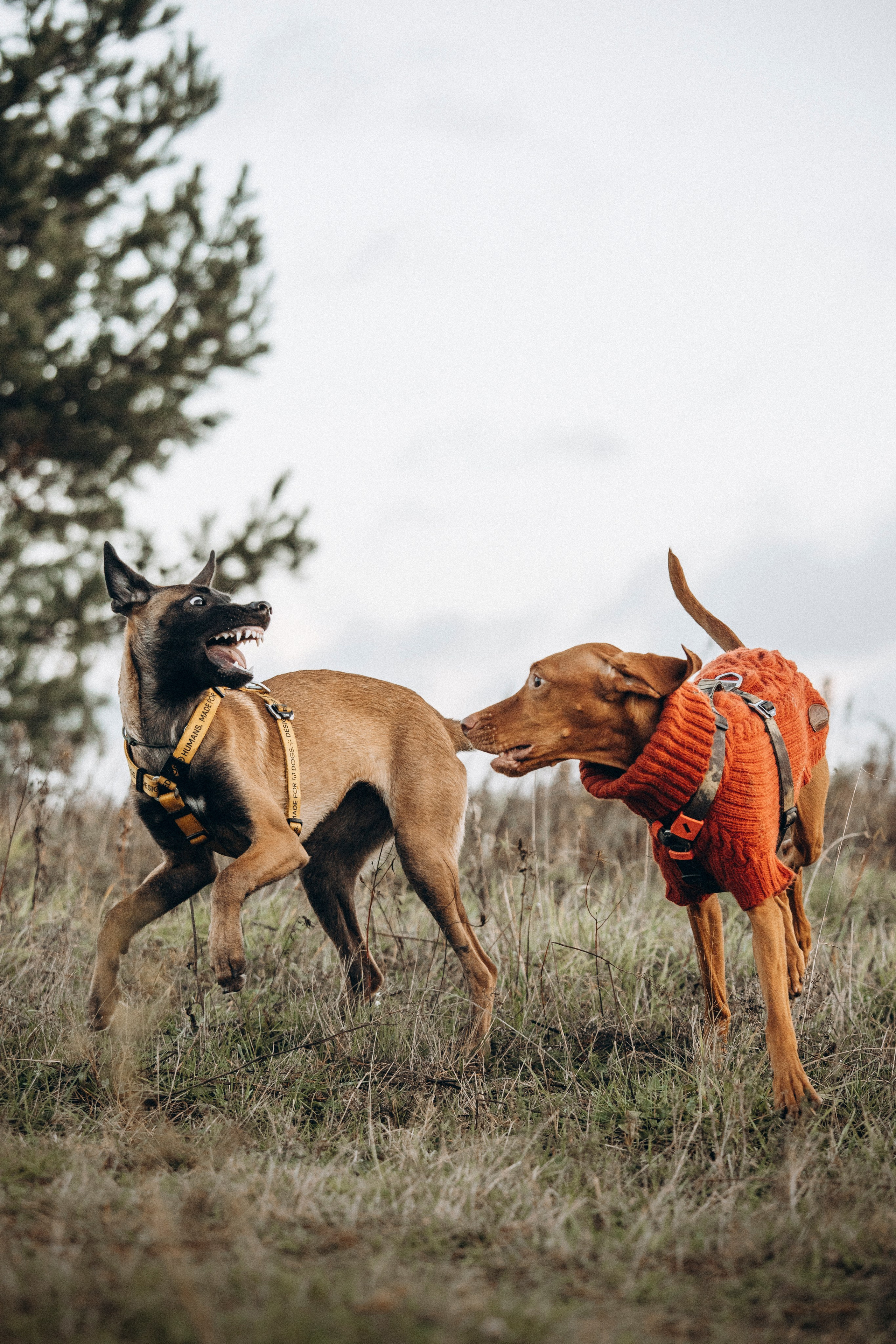 Трисс, Эста, Яся и их семья. Фотограф — Анималист | Санкт-Петербург