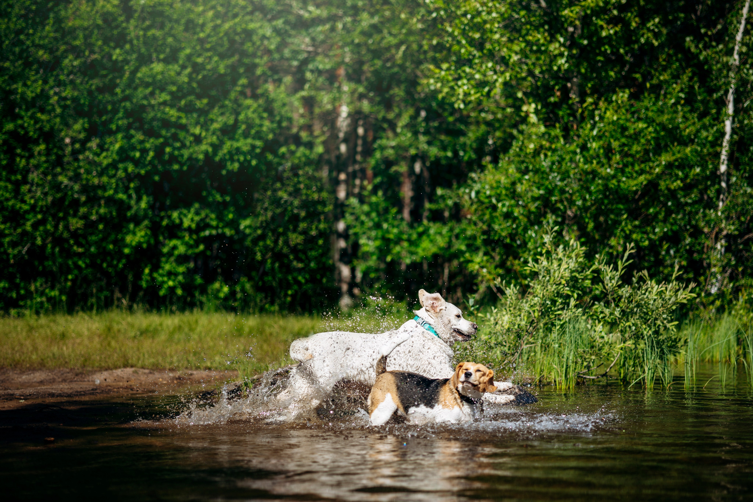 Котофеи и их семья. Фотограф — Анималист | Санкт-Петербург