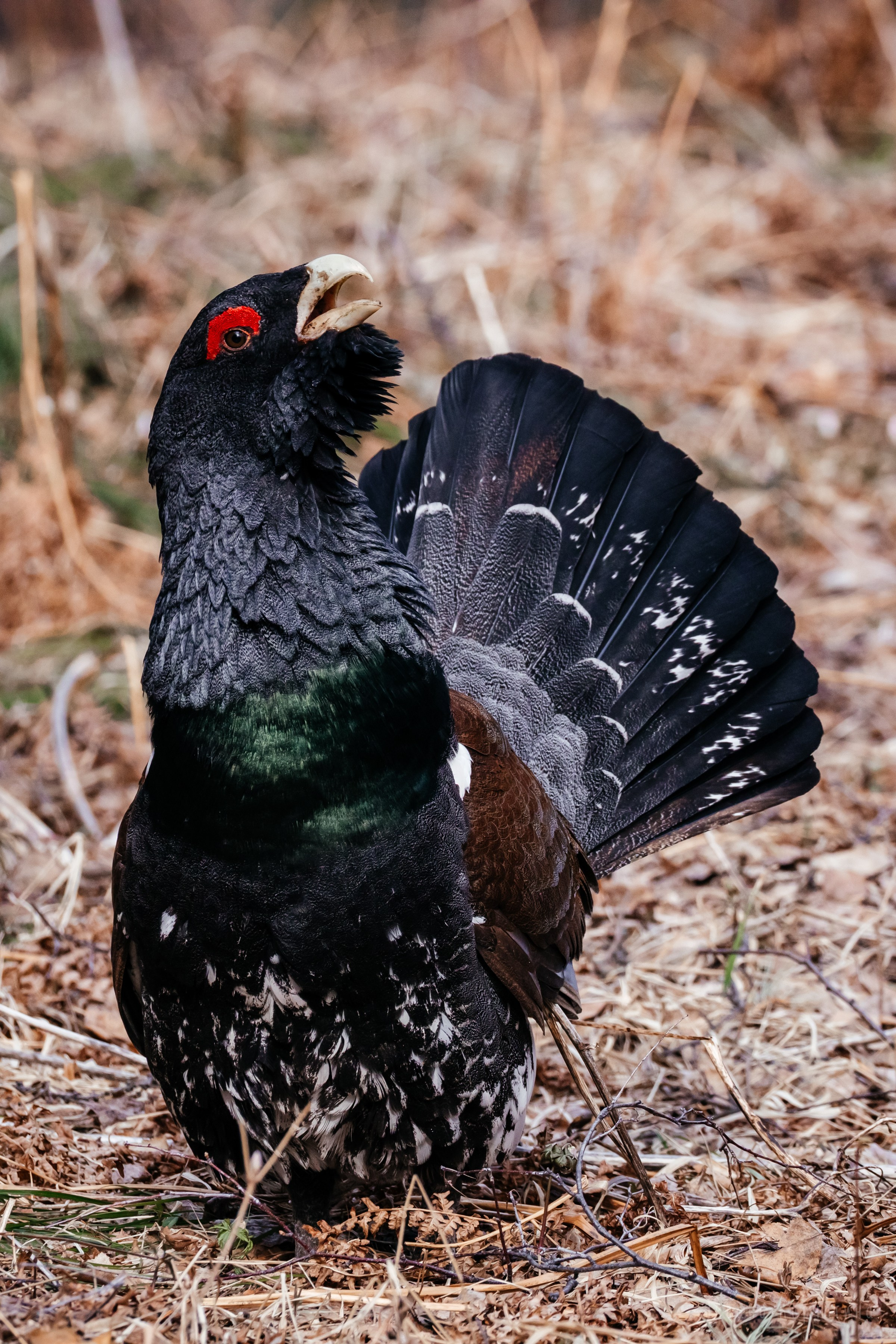 Глухарь. Фотограф в Красноярске Оксана Корчагина