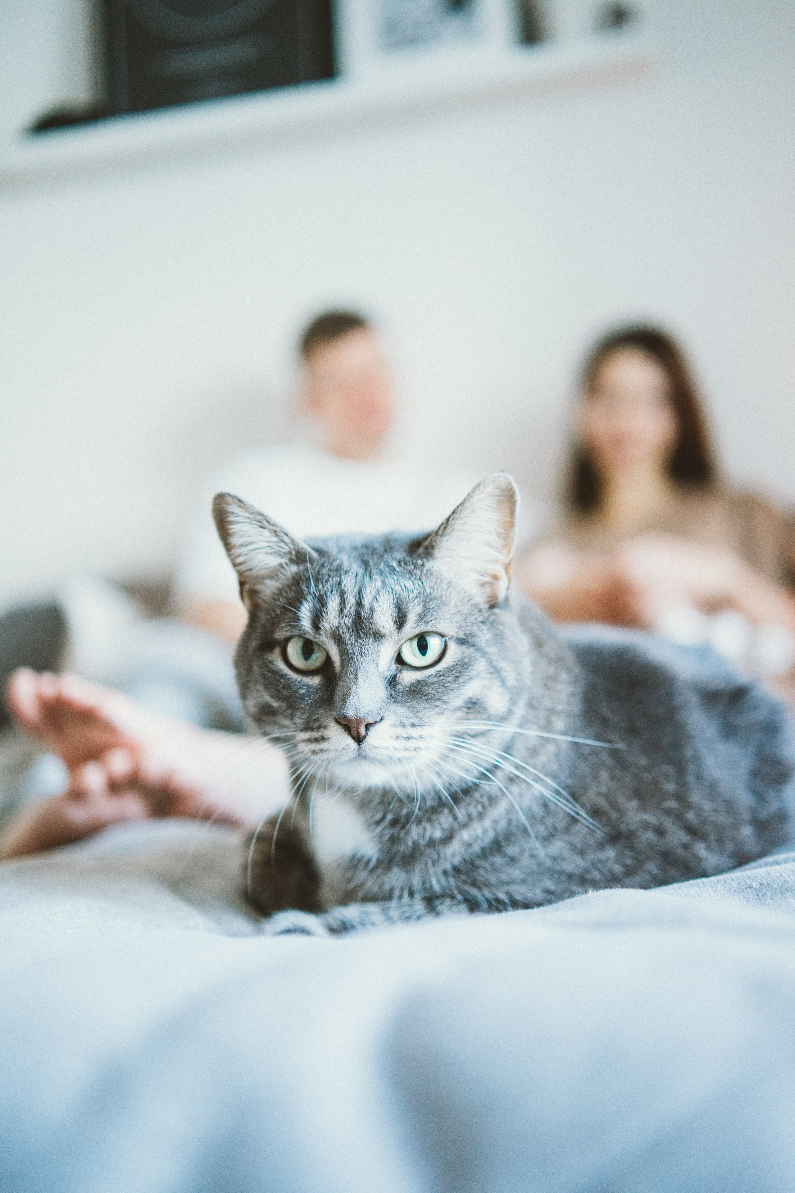 Катя, Женя, Степан и котики