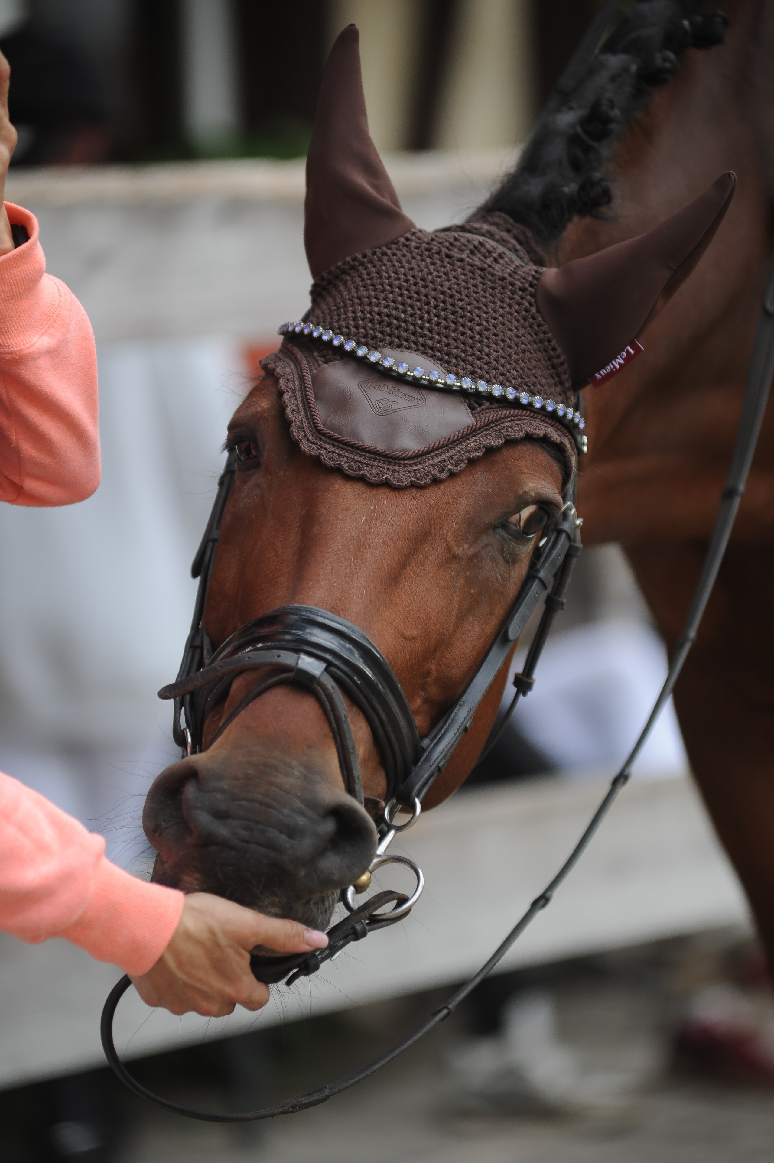 Конкур в конном клубе, репортаж Москва. Фотограф, визажист. Москва