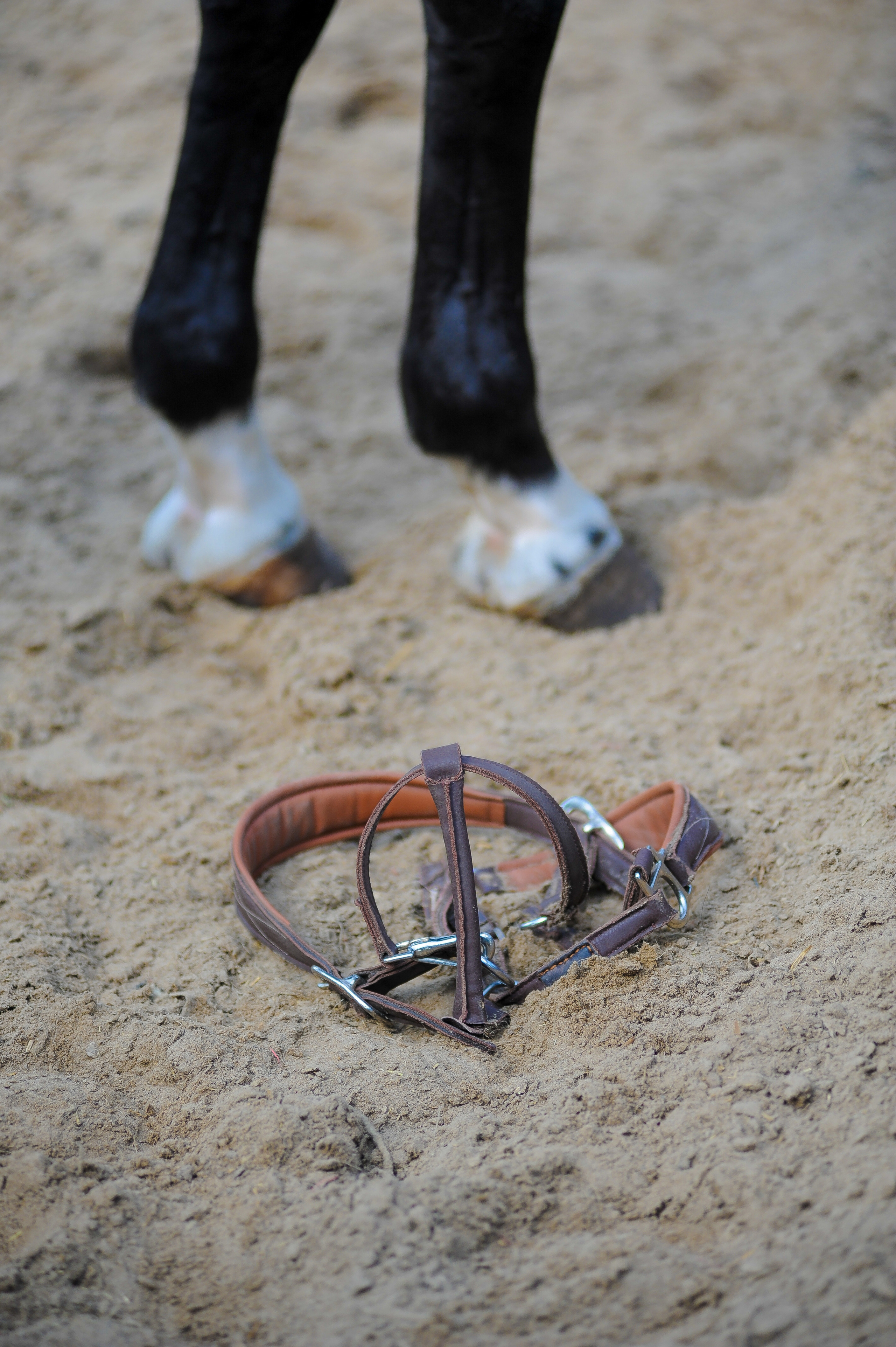 Конкур в конном клубе, репортаж Москва. Фотограф, визажист. Москва