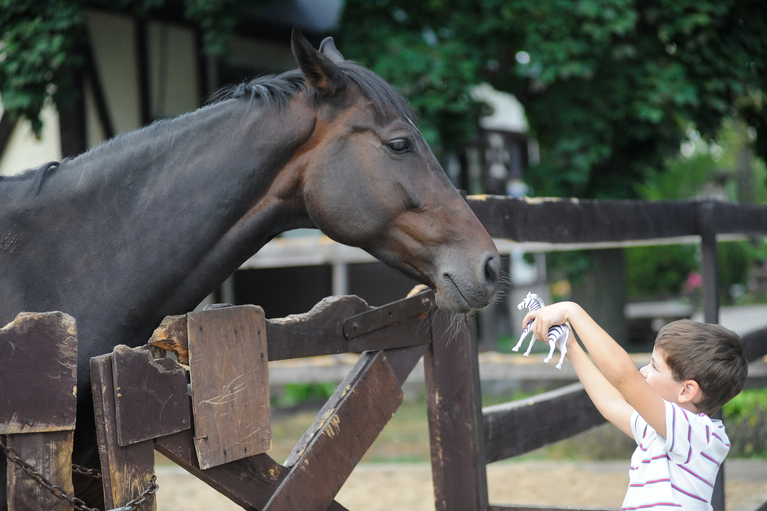 Конкур в конном клубе, репортаж Москва. Фотограф, визажист. Москва