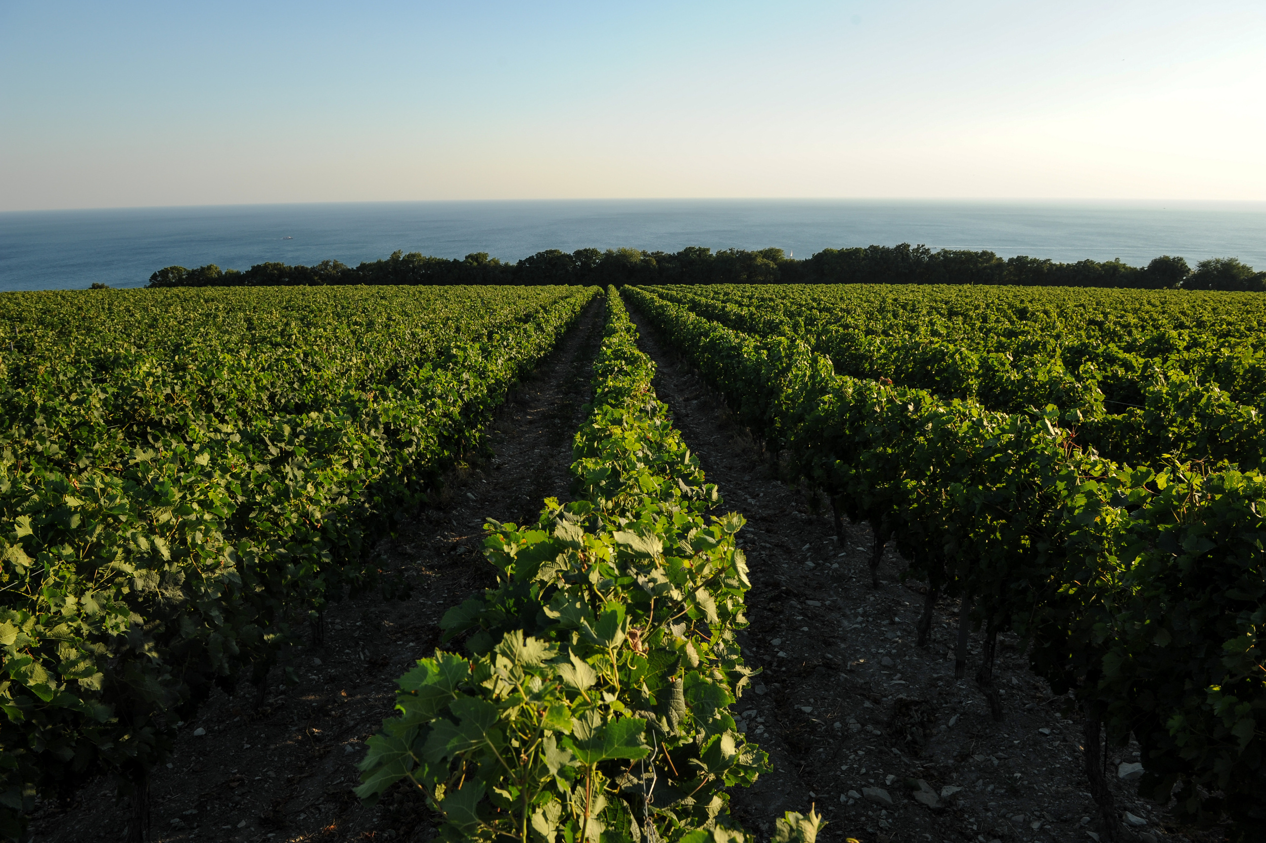 Винодельня Château de Talu. Фотограф, визажист. Москва