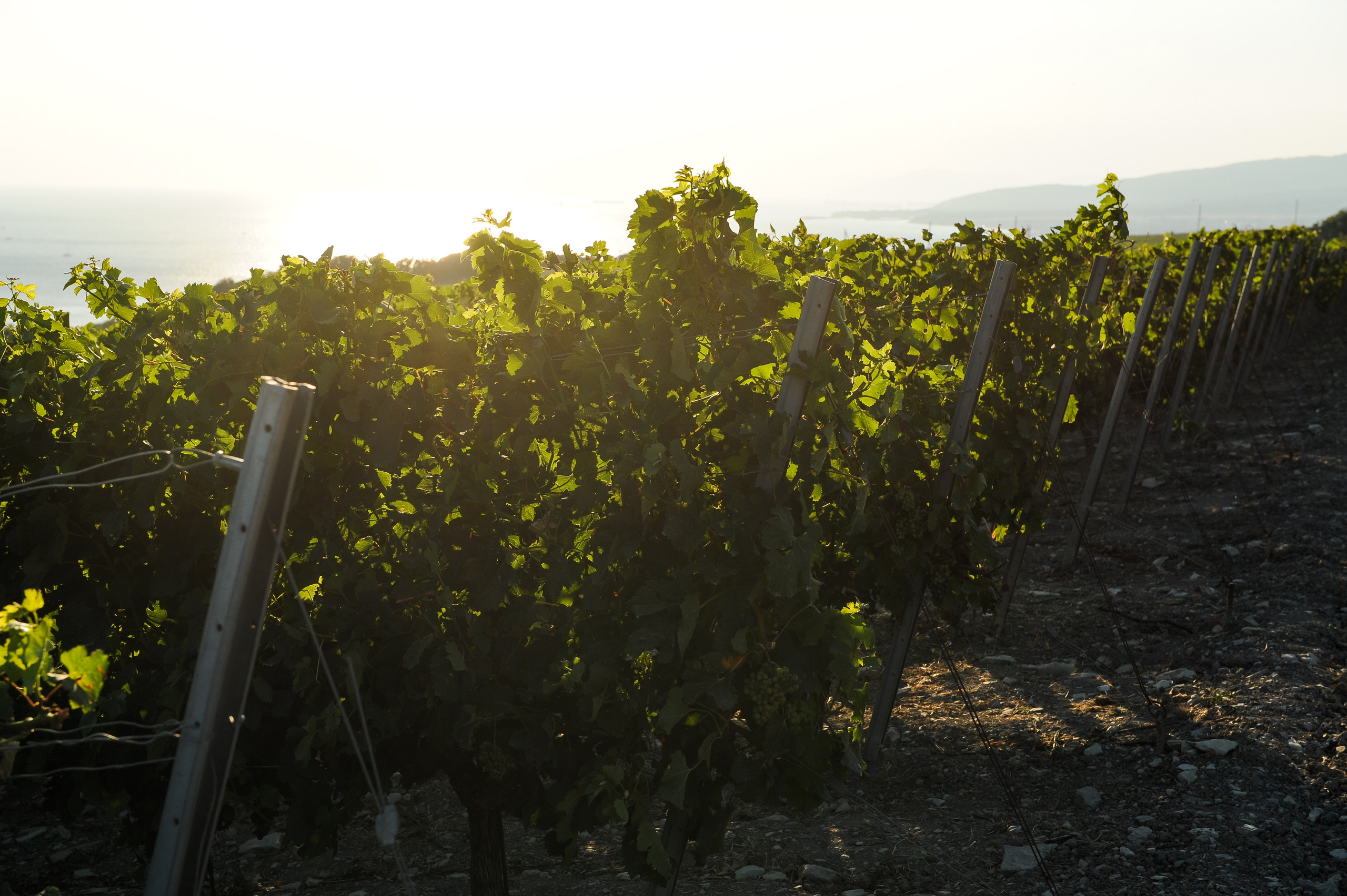 Винодельня Château de Talu. Фотограф, визажист. Москва