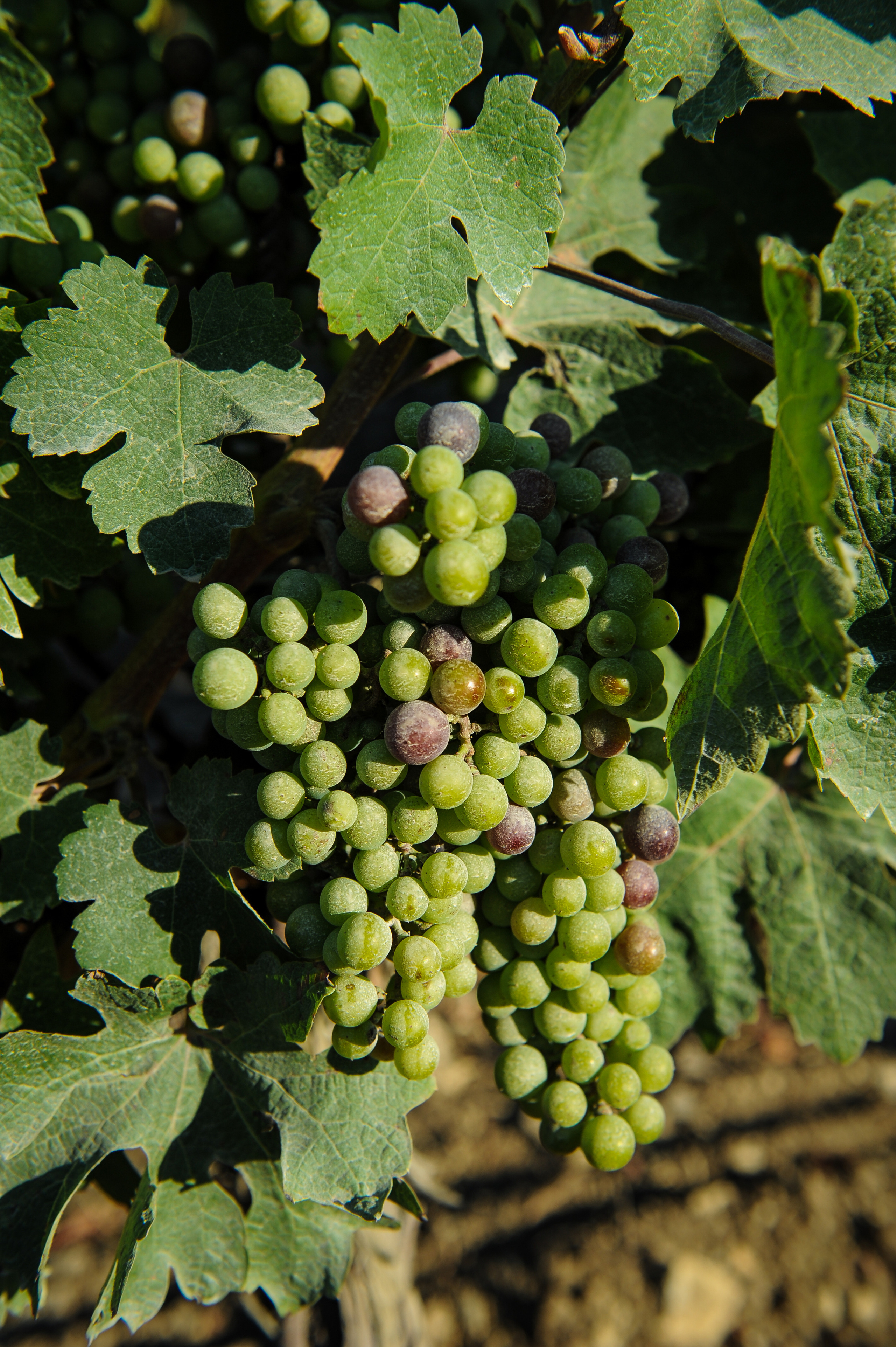 Винодельня Château de Talu. Фотограф, визажист. Москва