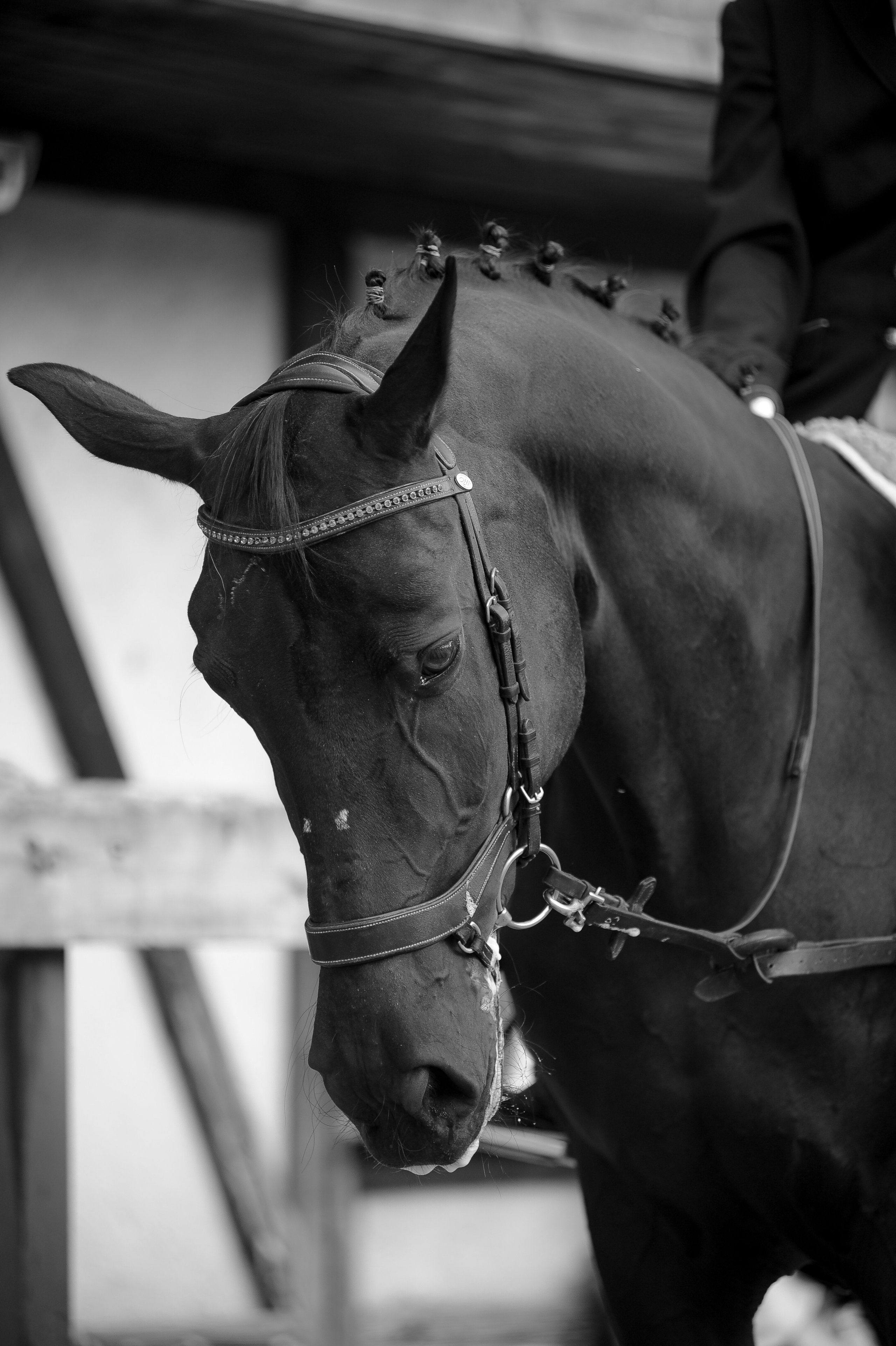 Конкур в конном клубе, репортаж Москва. Фотограф, визажист. Москва