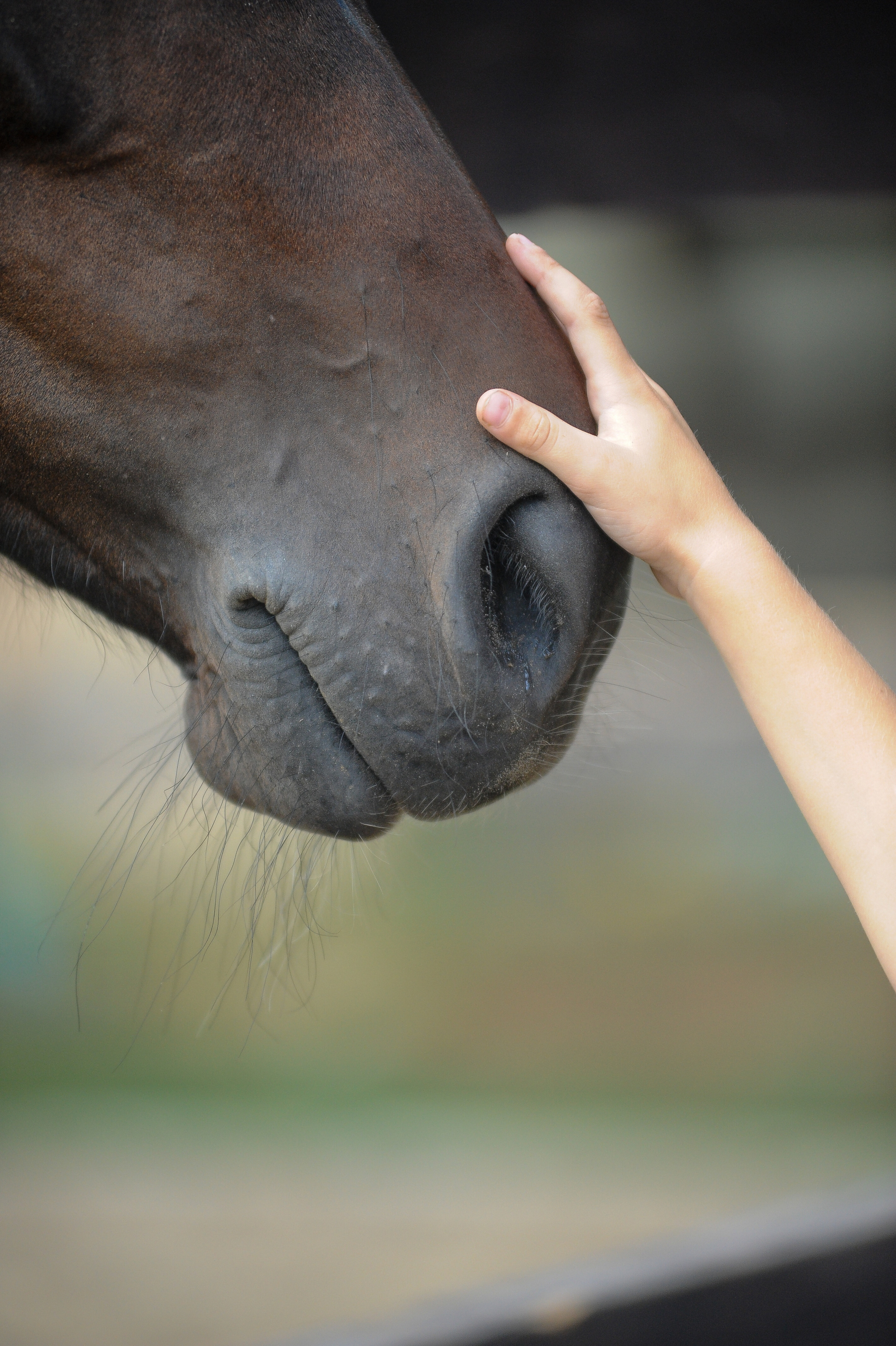 Конкур в конном клубе, репортаж Москва. Фотограф, визажист. Москва