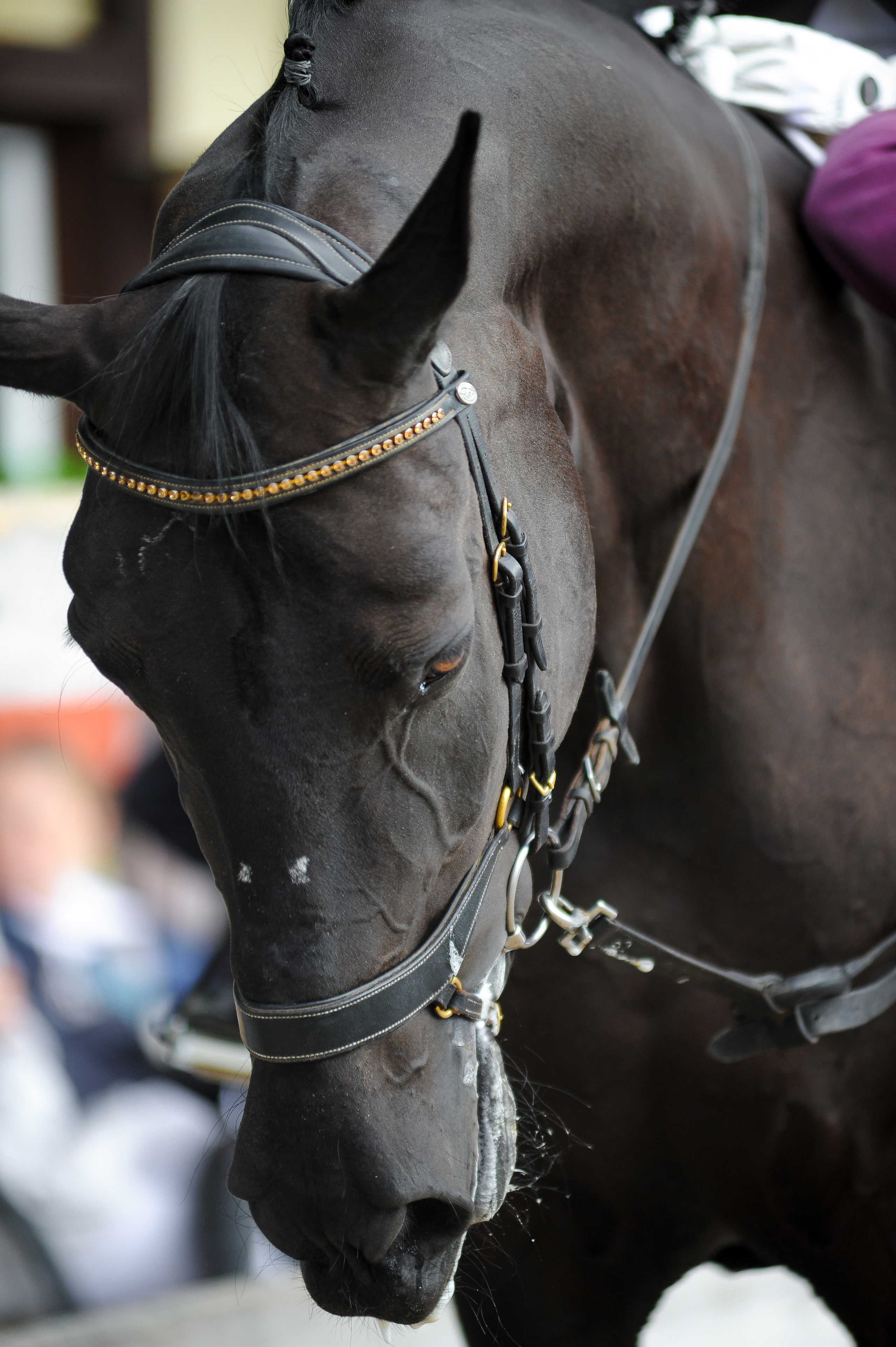 Конкур в конном клубе, репортаж Москва. Фотограф, визажист. Москва