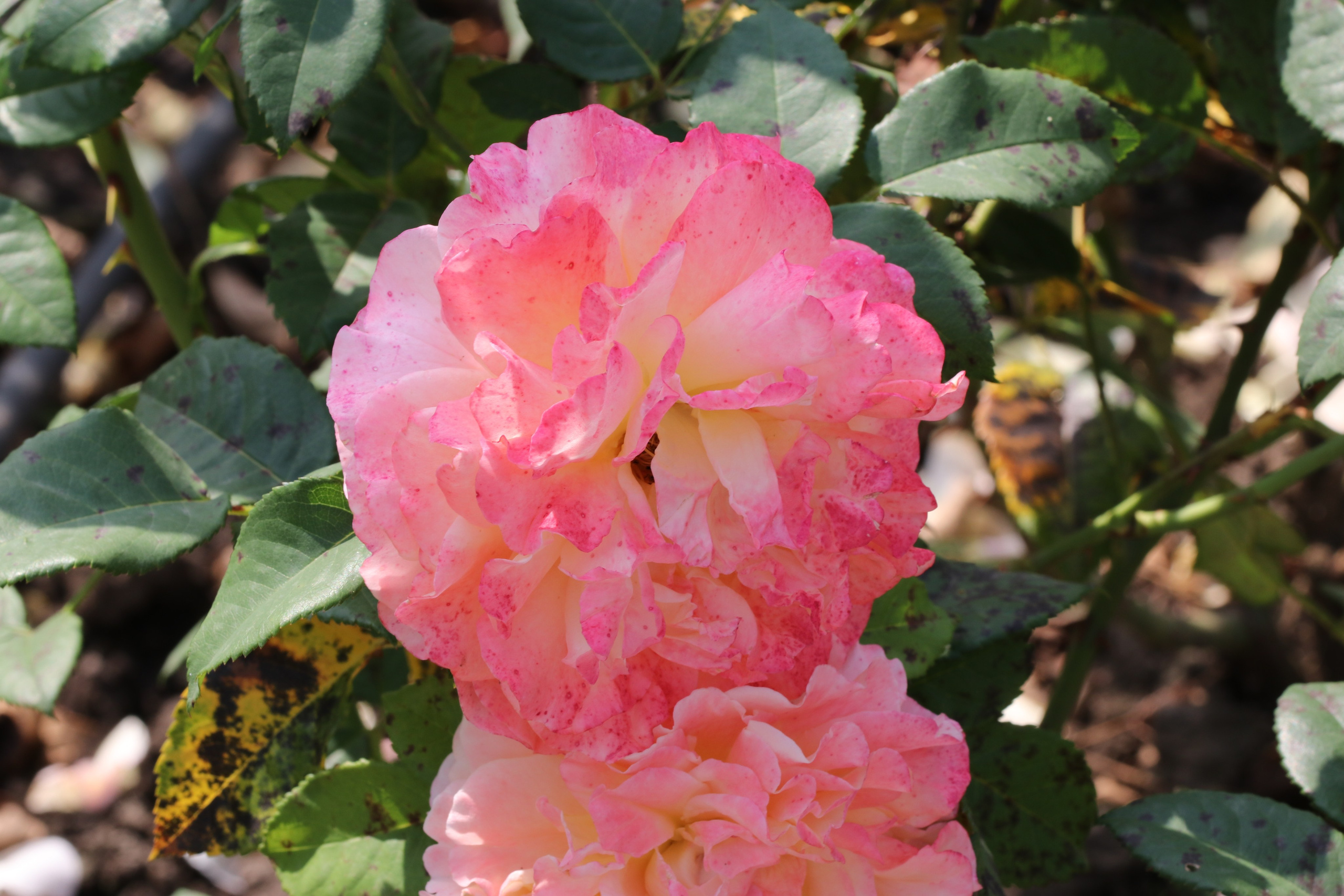 Долина роз в Кисловодске. Фото-художник и Репортажный фотограф Николаев Александр Алексеевич