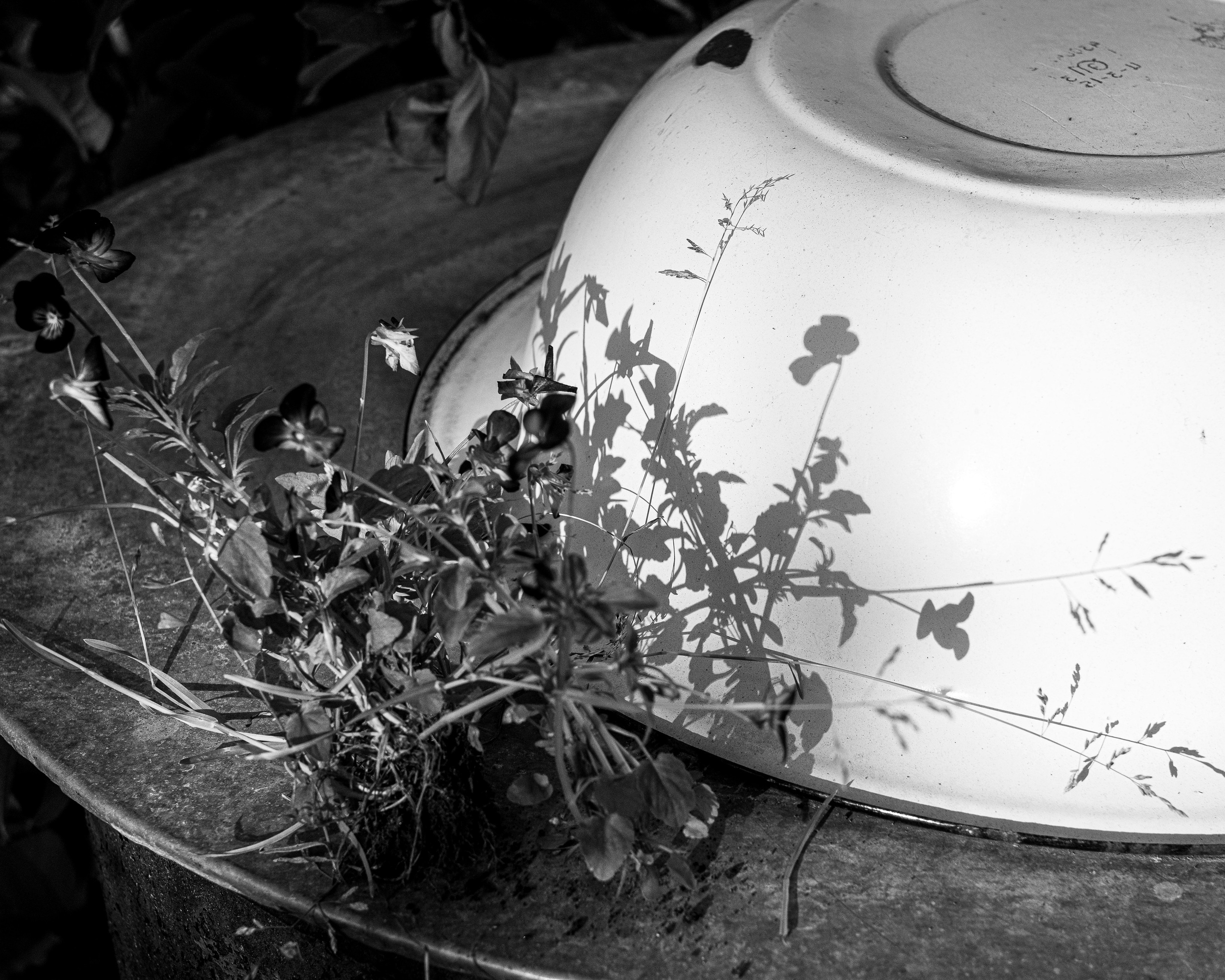 Ч.б. фотографии. Фотографии Лены Соколовой