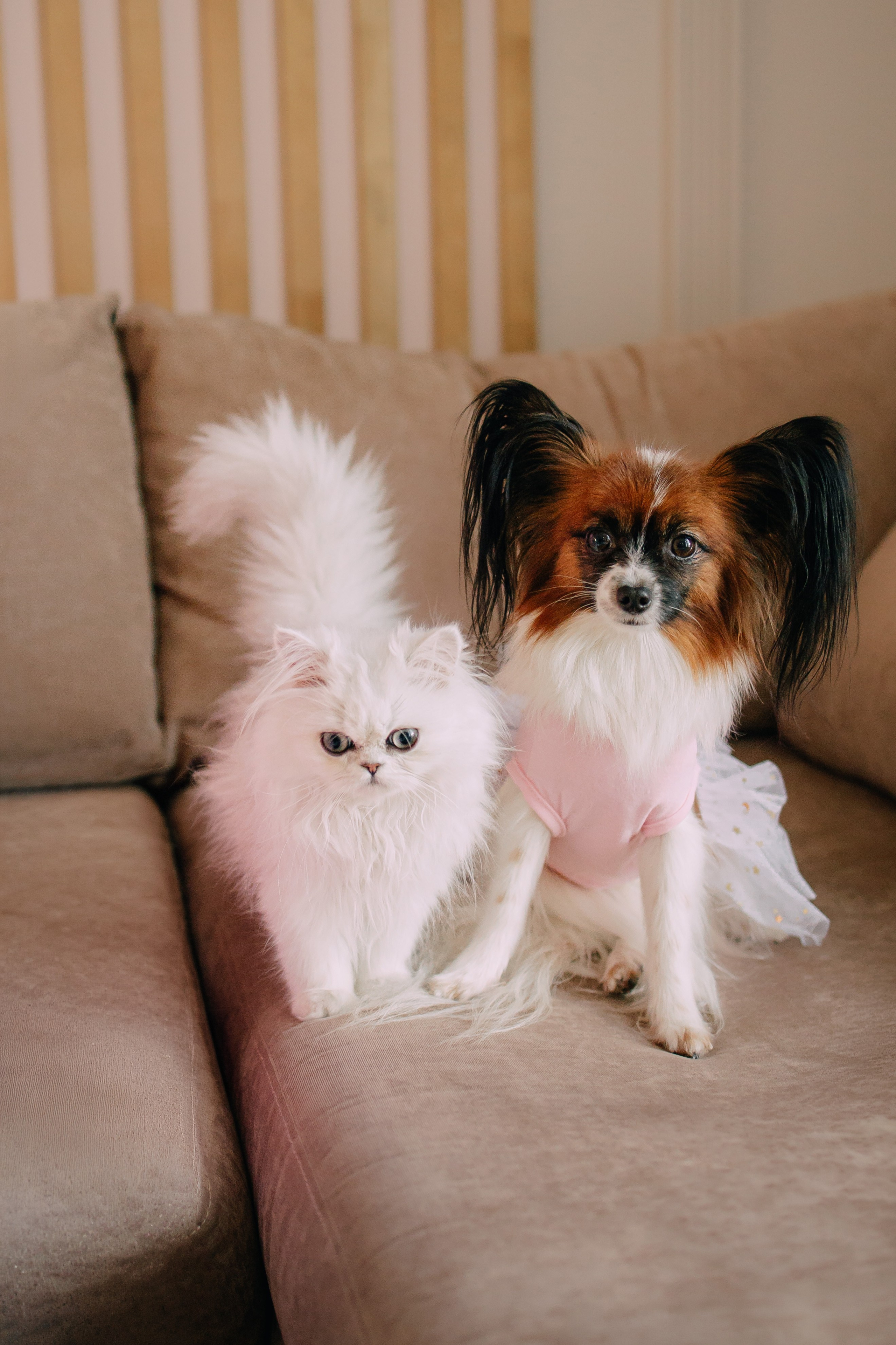 Султан, Мэй Мэй и Шанталь и их семья