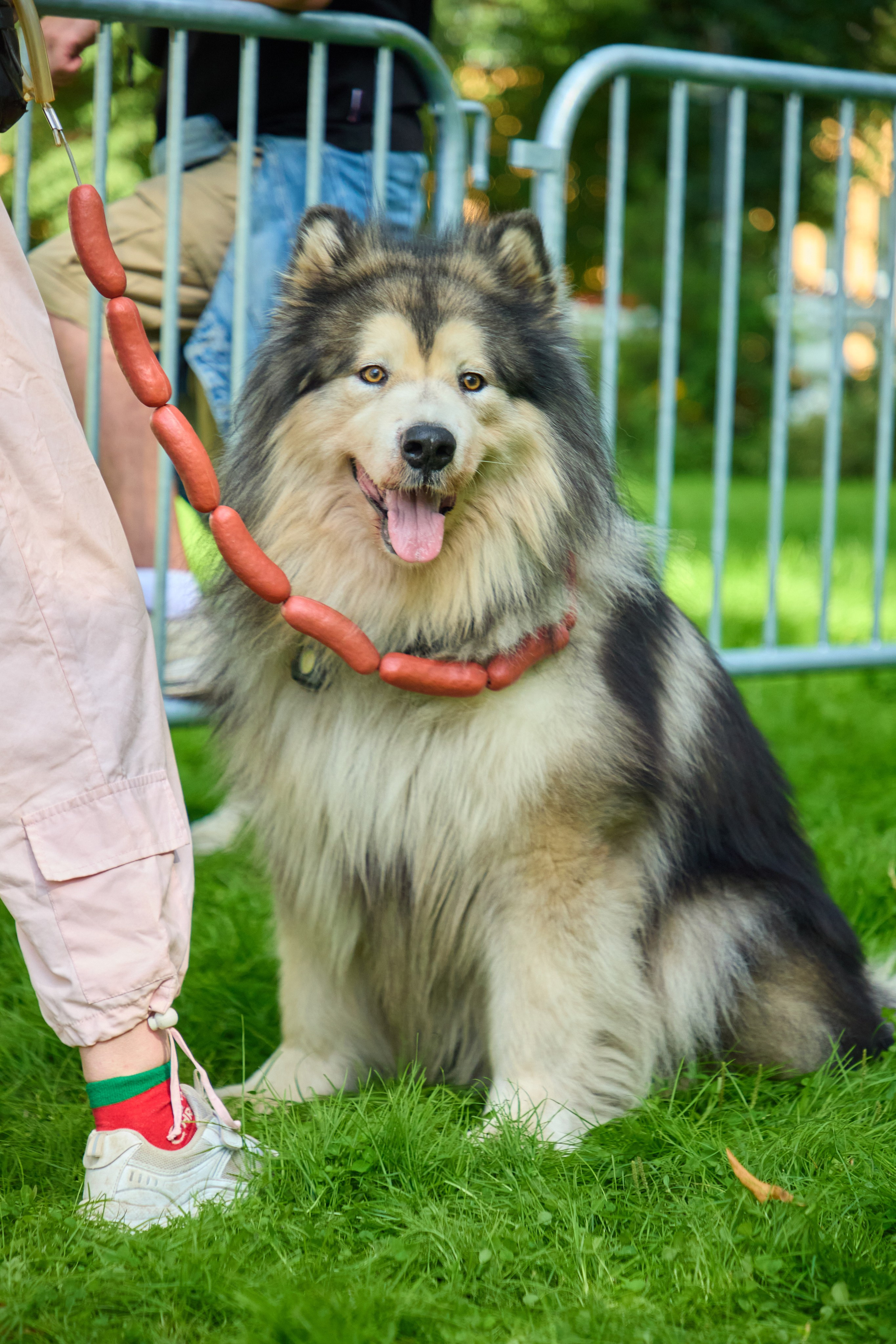 День защиты Питомцев х ТАСС х Союз ветеринаров. Святослав Лебедев | Рекламный фотограф — Коммерческая съемка, Арт-дирекшн, AI-интеграция