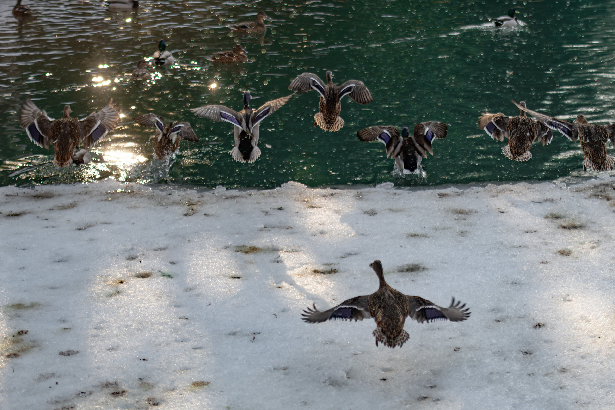 Животные. Фотограф Александр Смирнов
