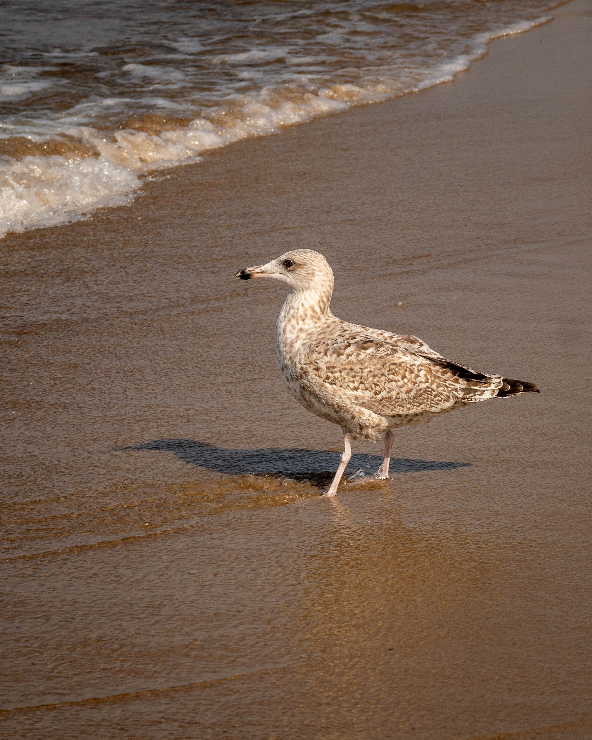 Дикий животный мир. Daria wanderer photography