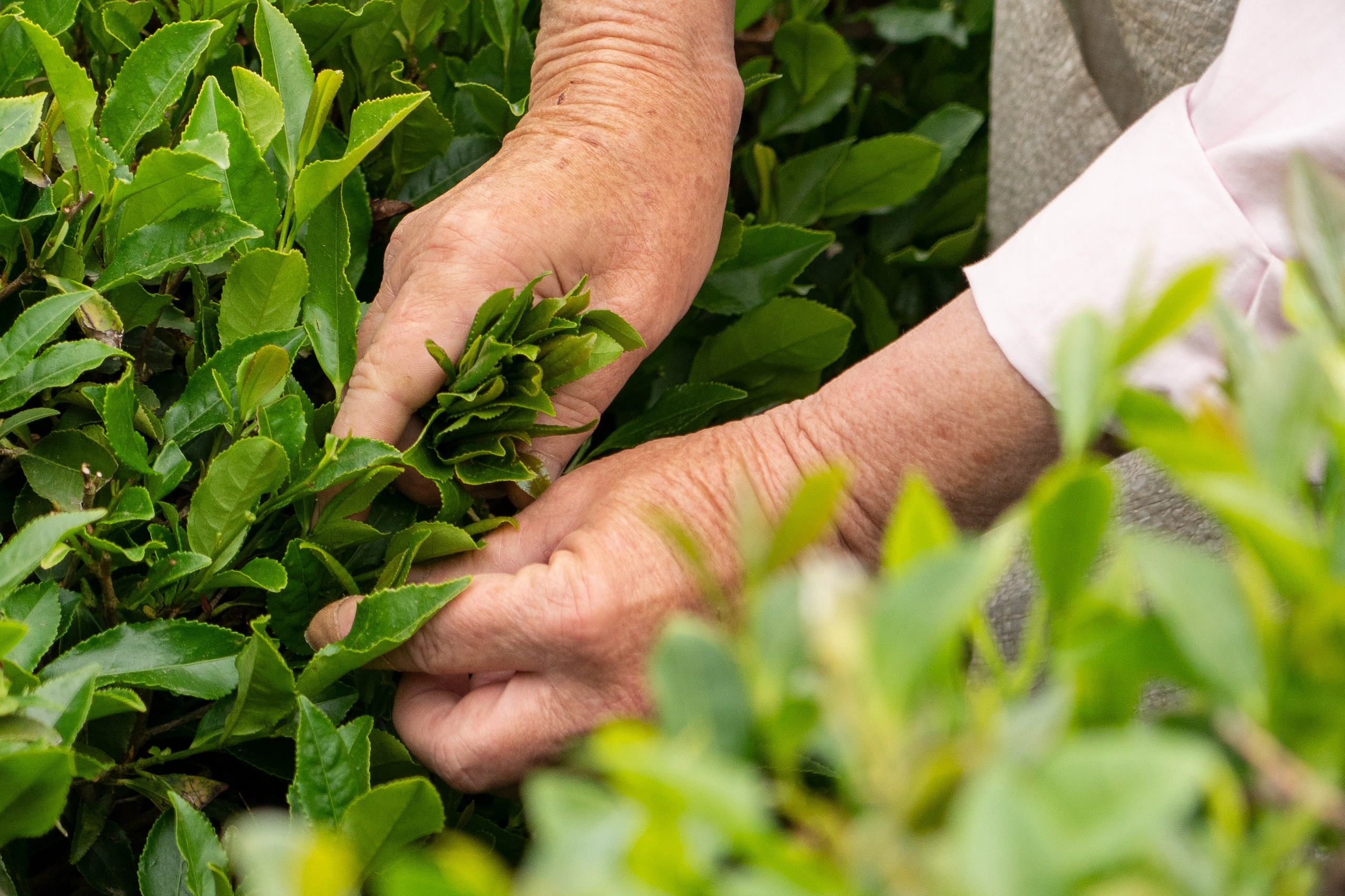 Репортажный фотограф в Сочи — профессиональная съёмка событий и мероприятий. Профессиональная фотосъемка в Сочи: репортаж, предметная, ювелирная фотосъемка, недвижимость, фуд-фотография. Фотограф Александр Афанасьев