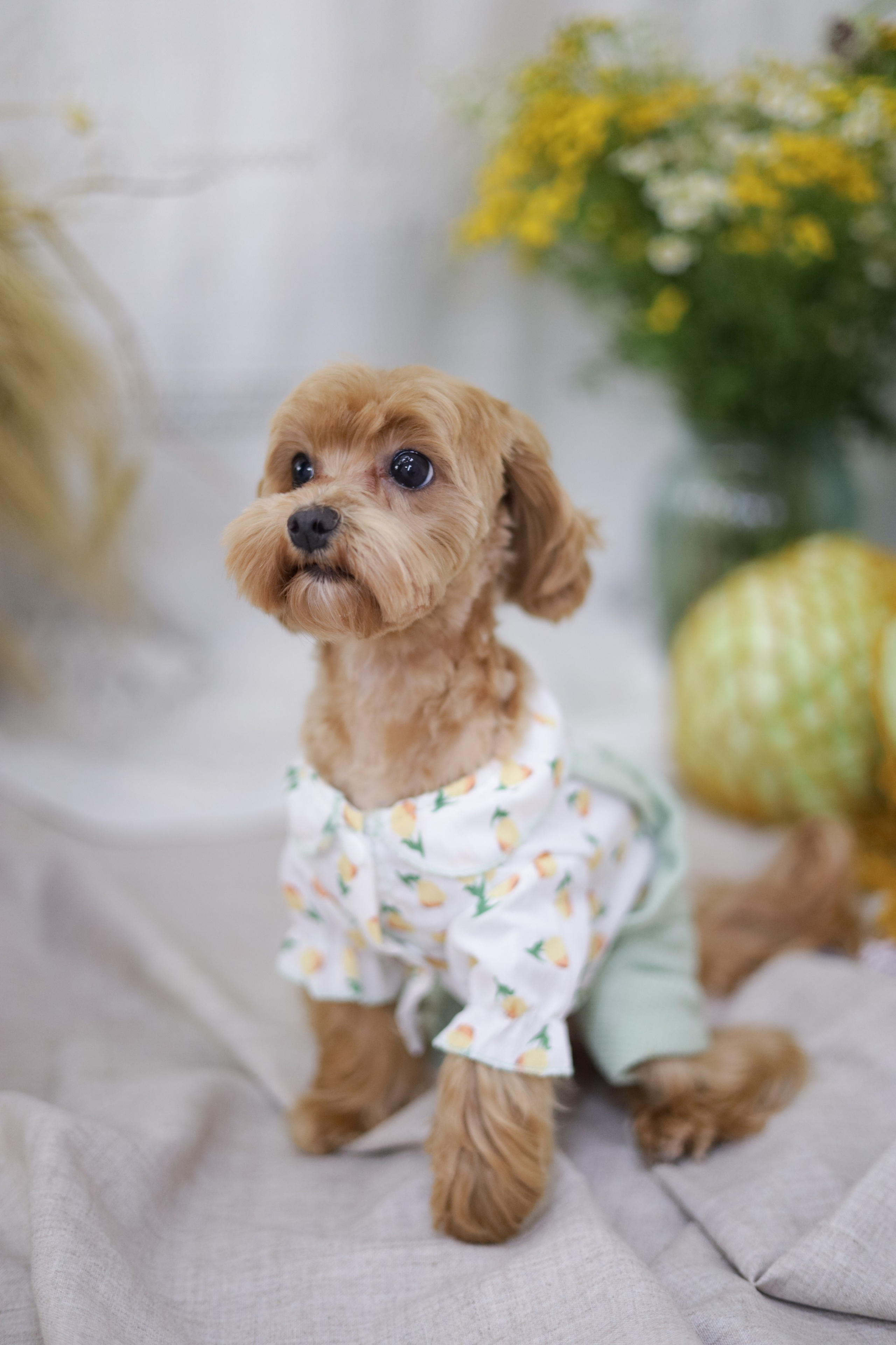 Груминг салон / Моська. Фотограф Мурманск | Нижний Новгород • Анна Хижняк