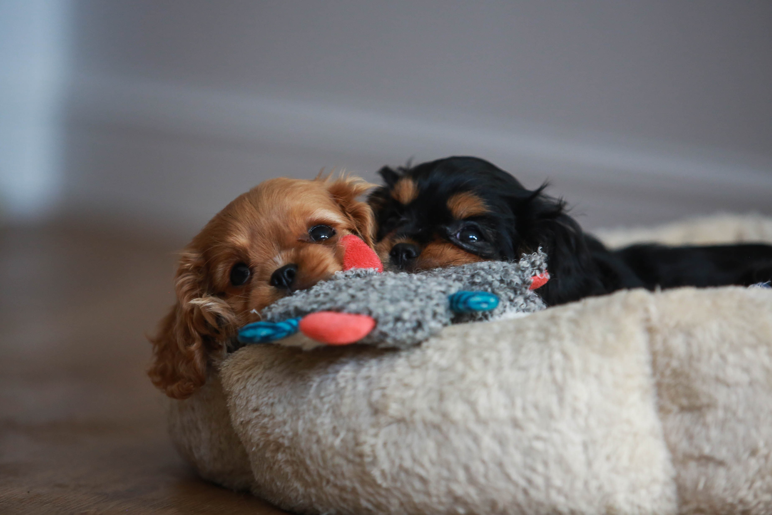 Щенки. Семейный и детский фотограф в Москве Мария Быкова