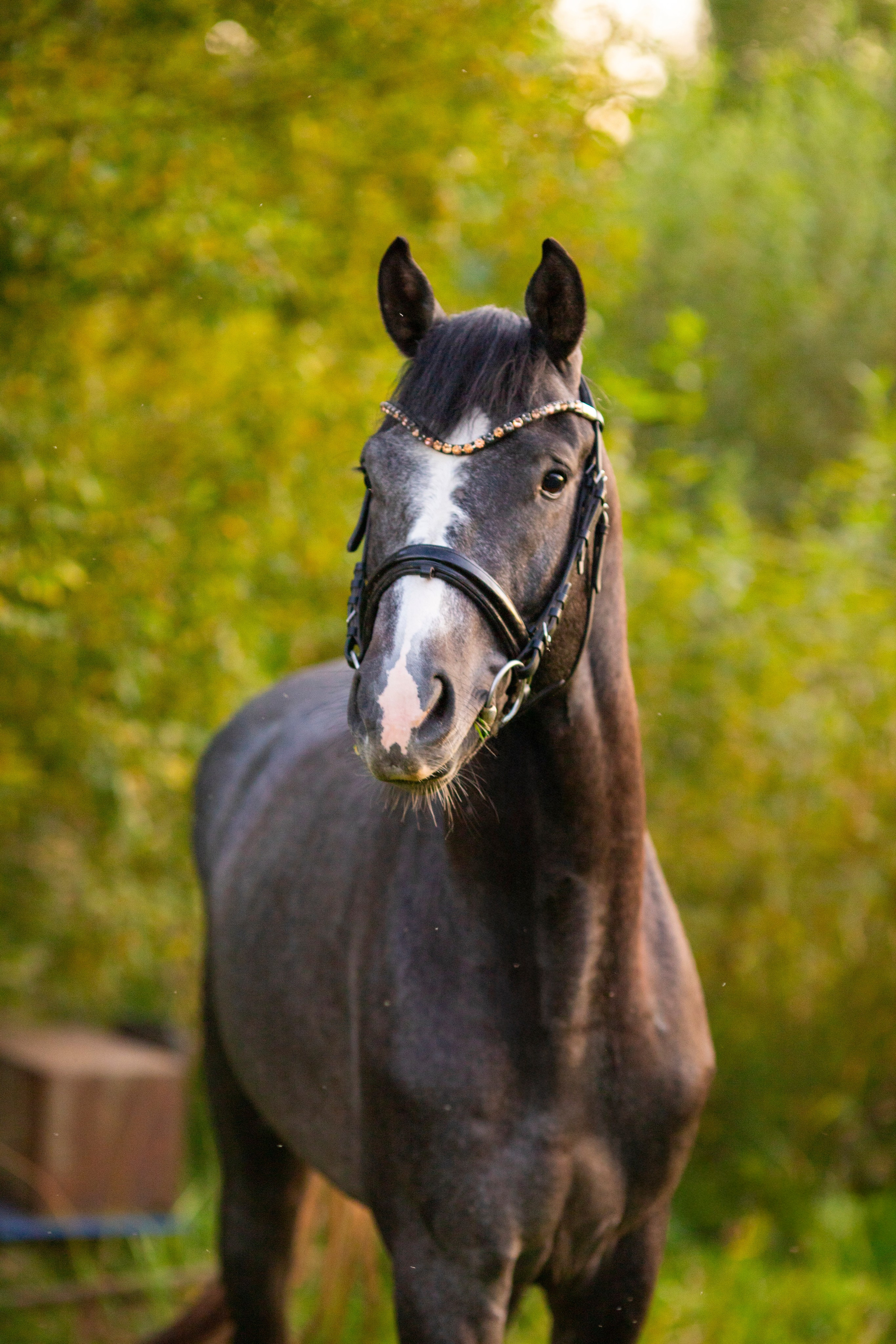 Животные. Фотограф в Москве и в Московской области Сандра