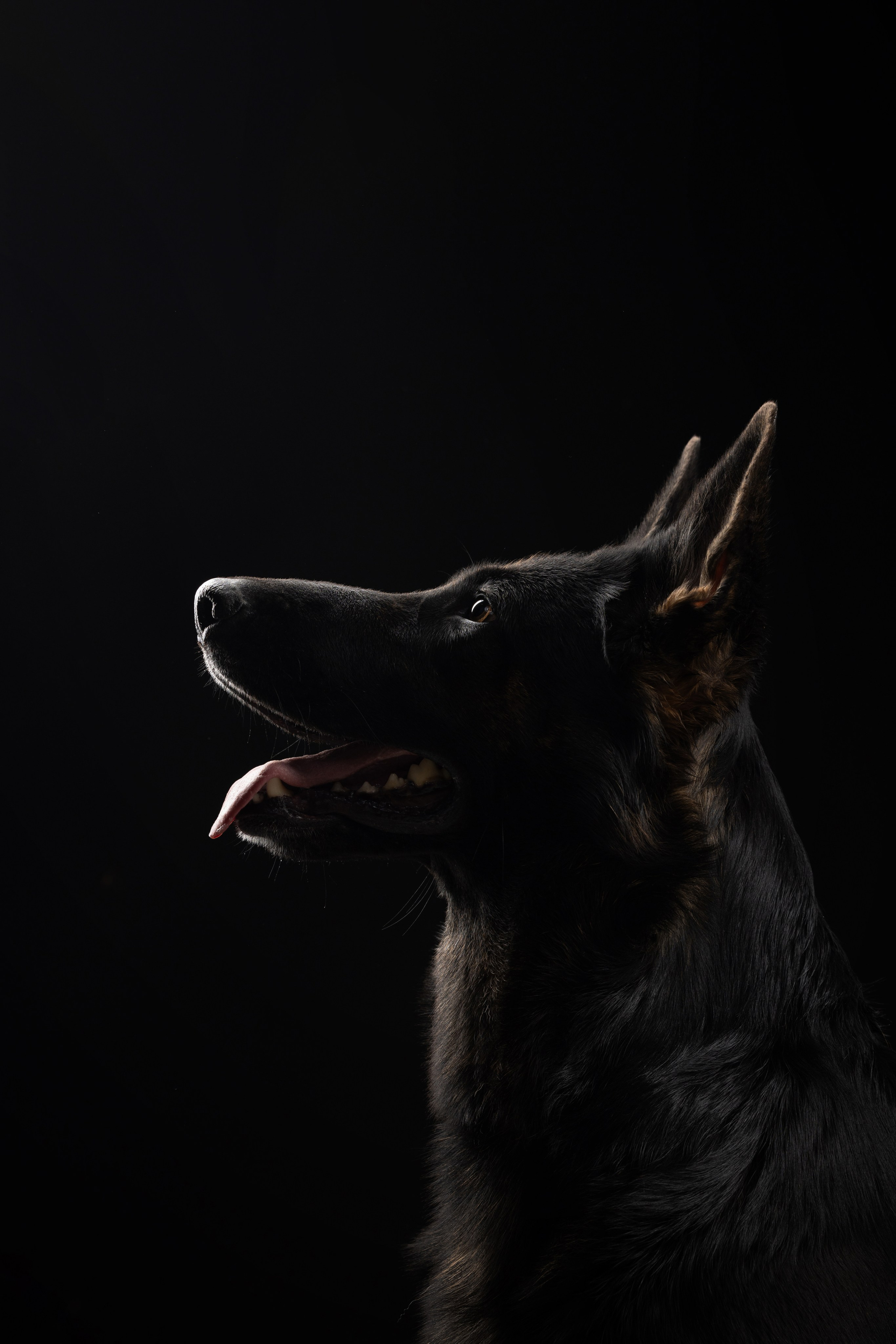 Жара и Делфи. Фотограф анималист Осипчикова Мария