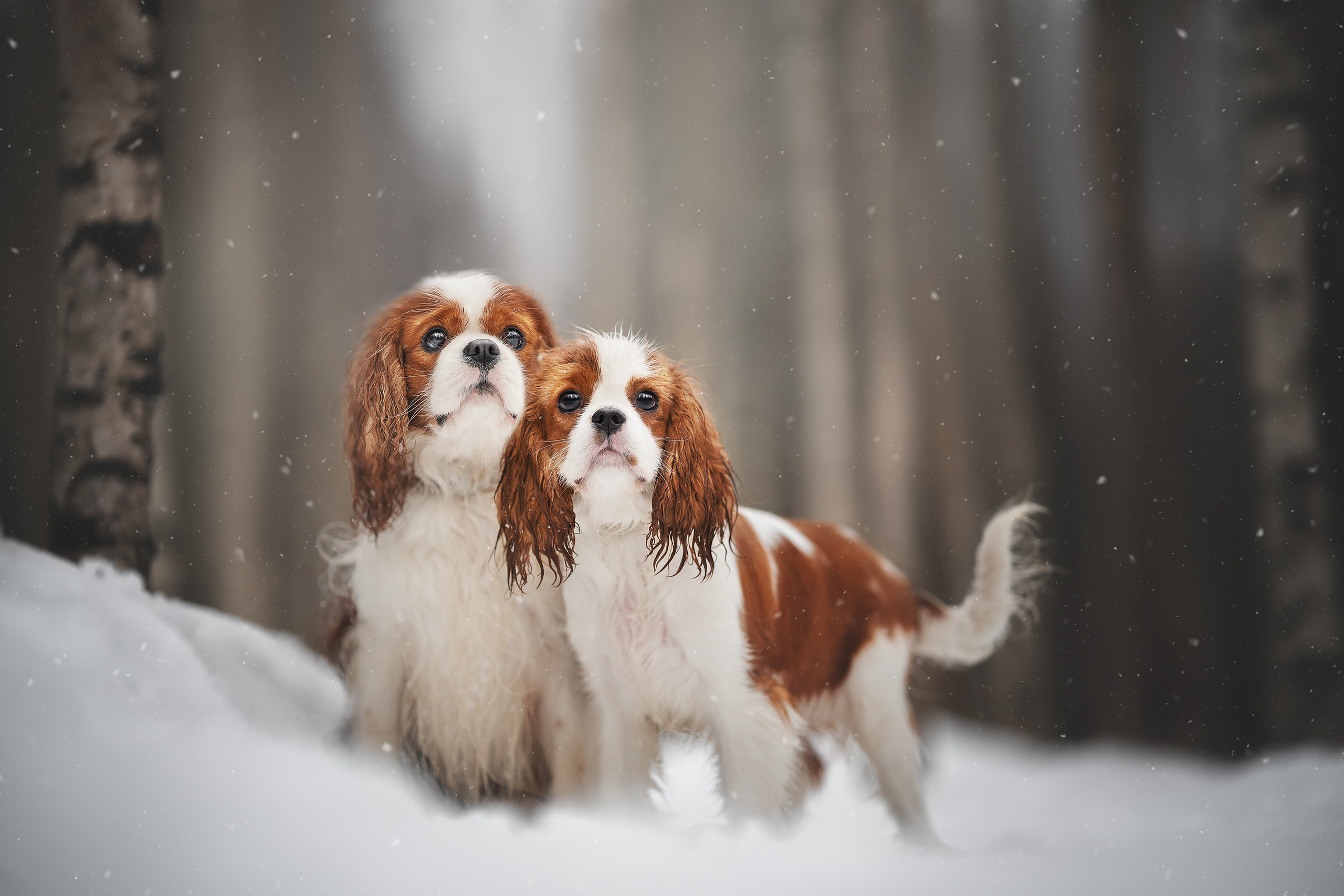 Бастер и Голди. Фотограф анималист Осипчикова Мария