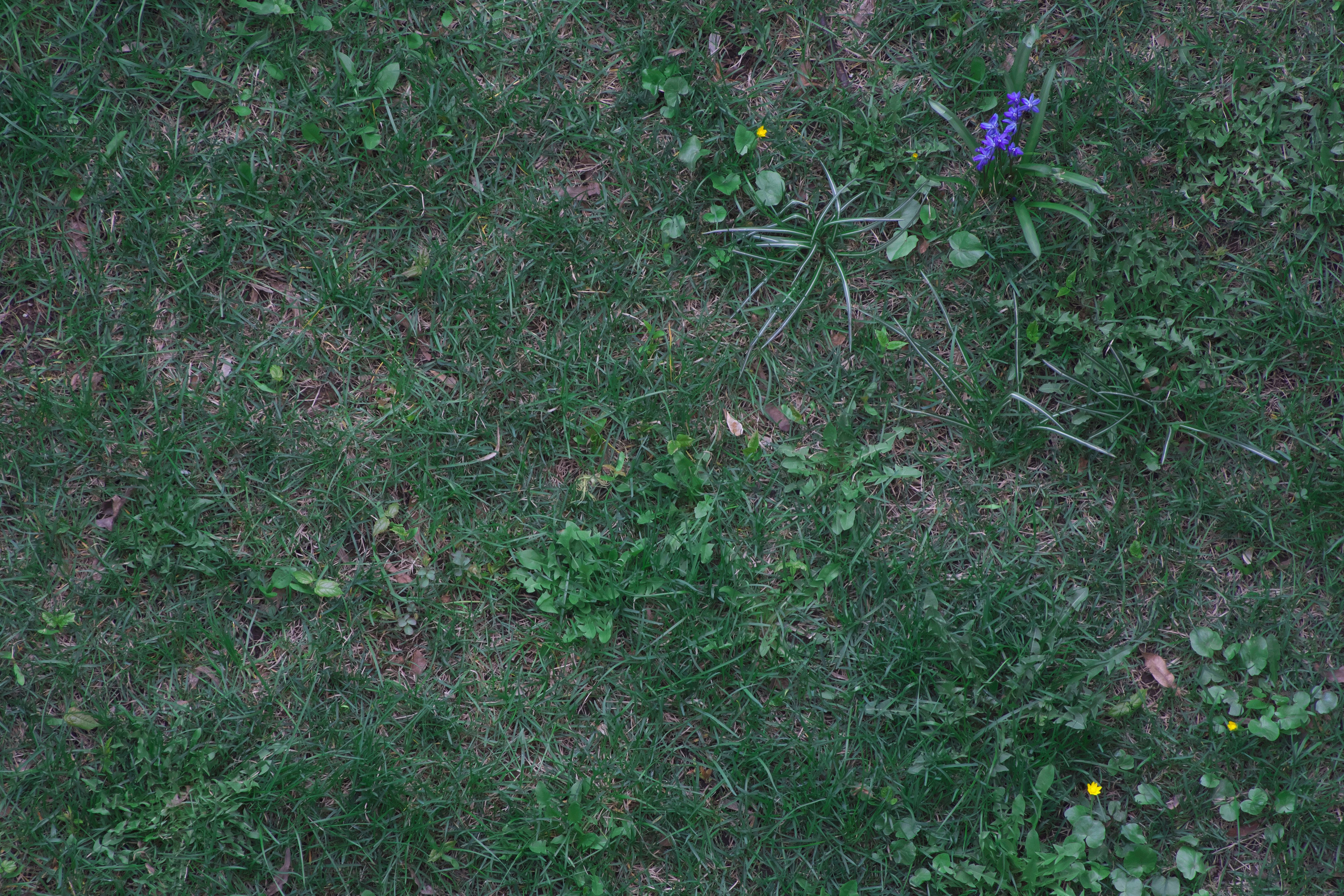 Первые весенние цветочки 🌼. Миша Печёнкин | фотография