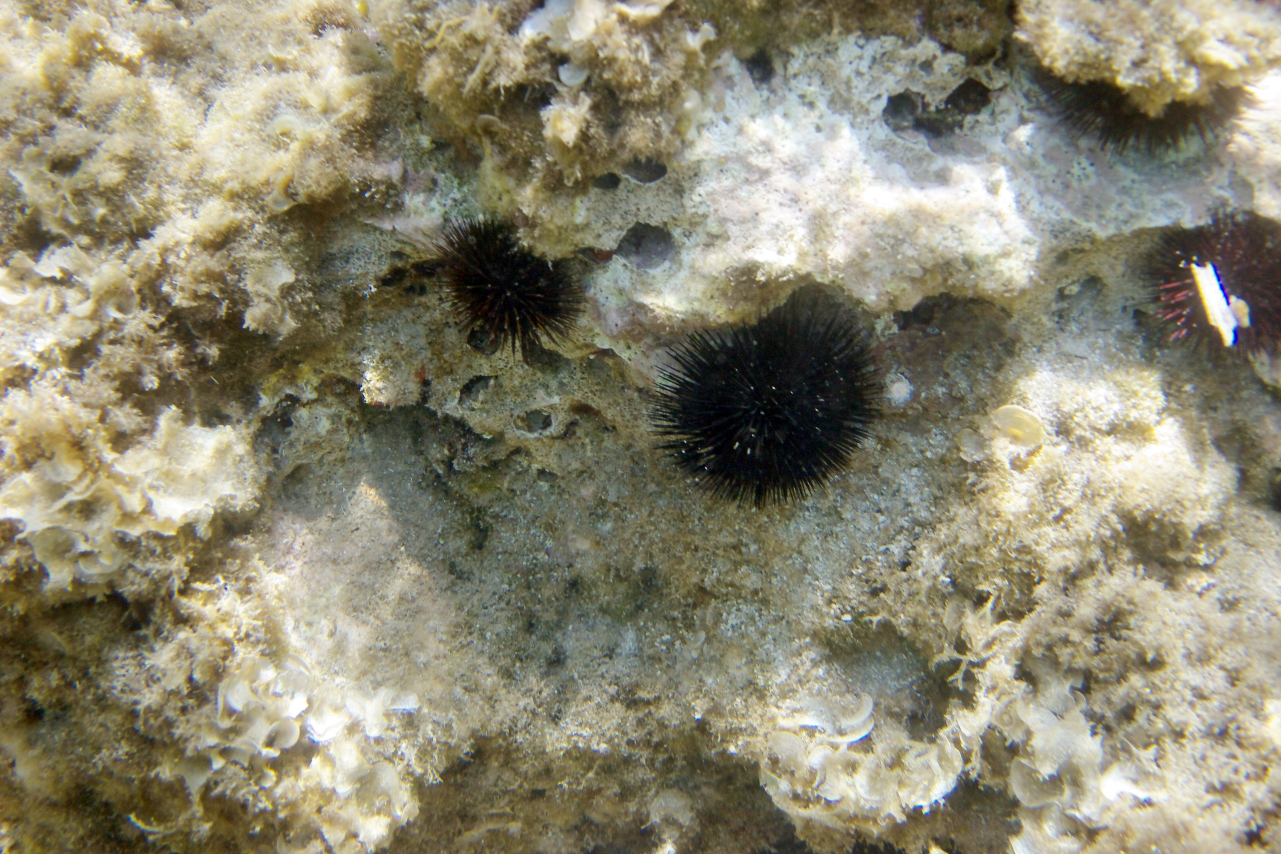 Под водой. Миша Печёнкин | фотография